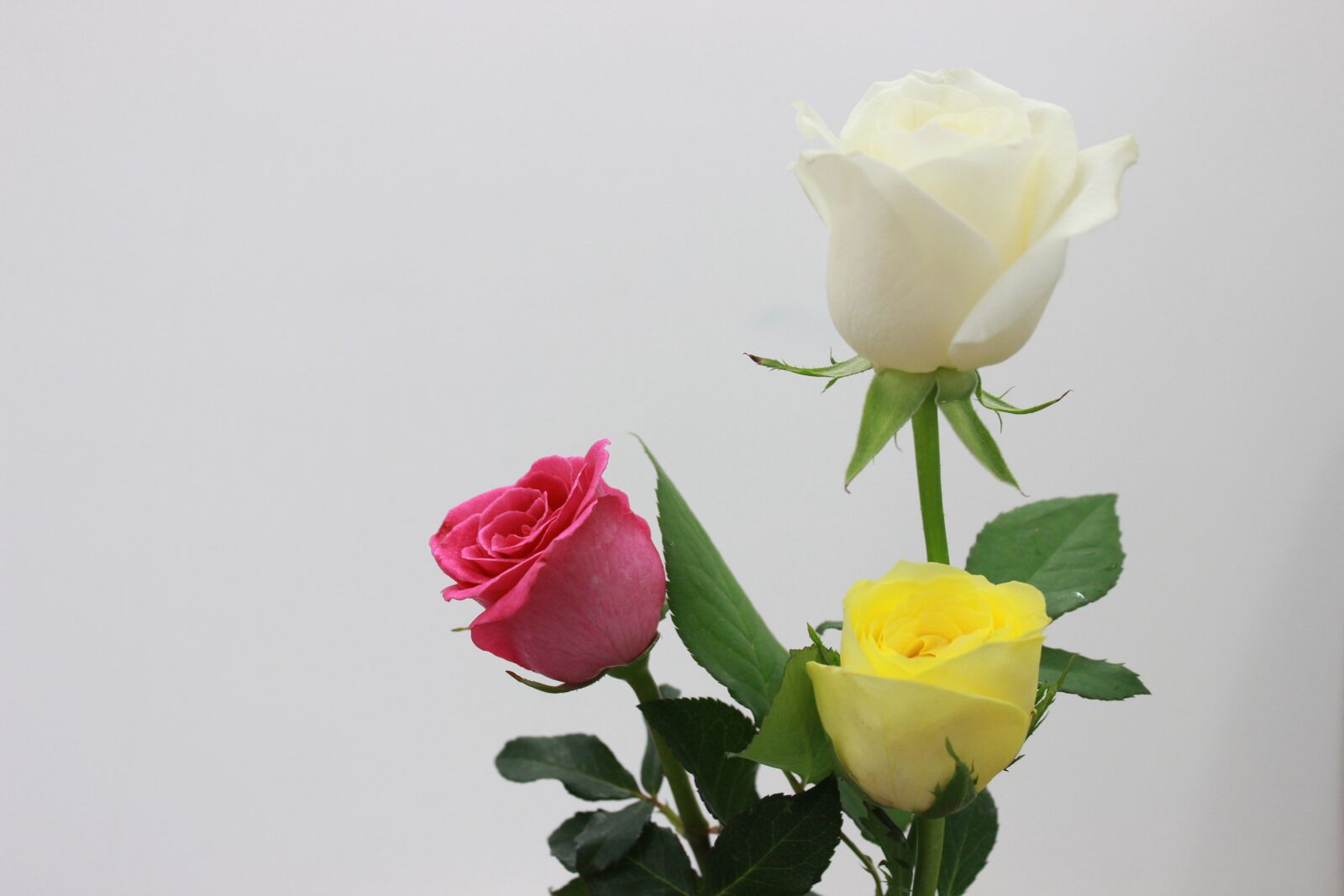 Canon EOS 600D (Rebel EOS T3i / EOS Kiss X5) sample photo. Rose, roses, flower photography
