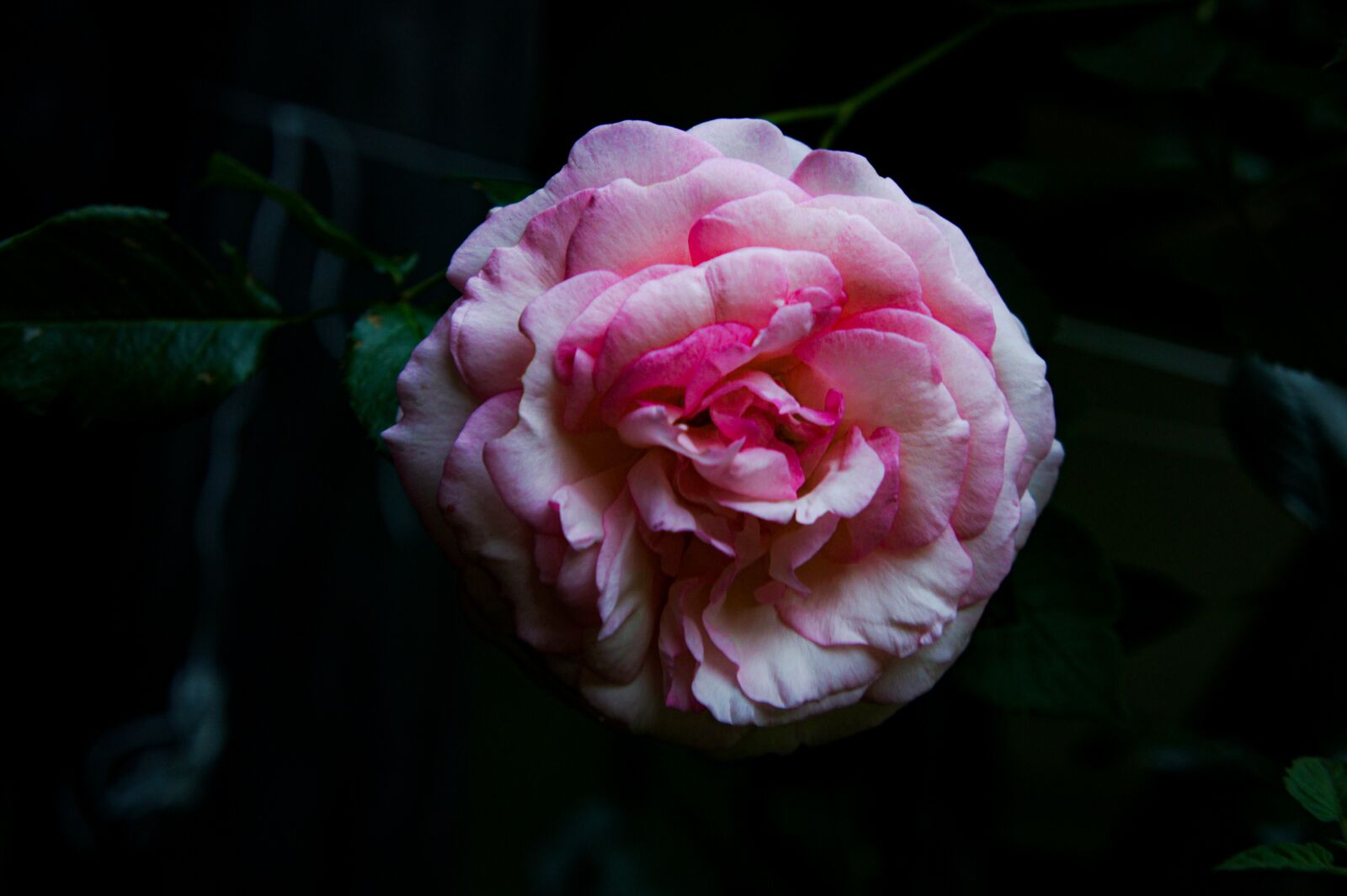 Sony Alpha NEX-3 + Tamron 18-200mm F3.5-6.3 Di III VC sample photo. Pink, roses, flowers photography