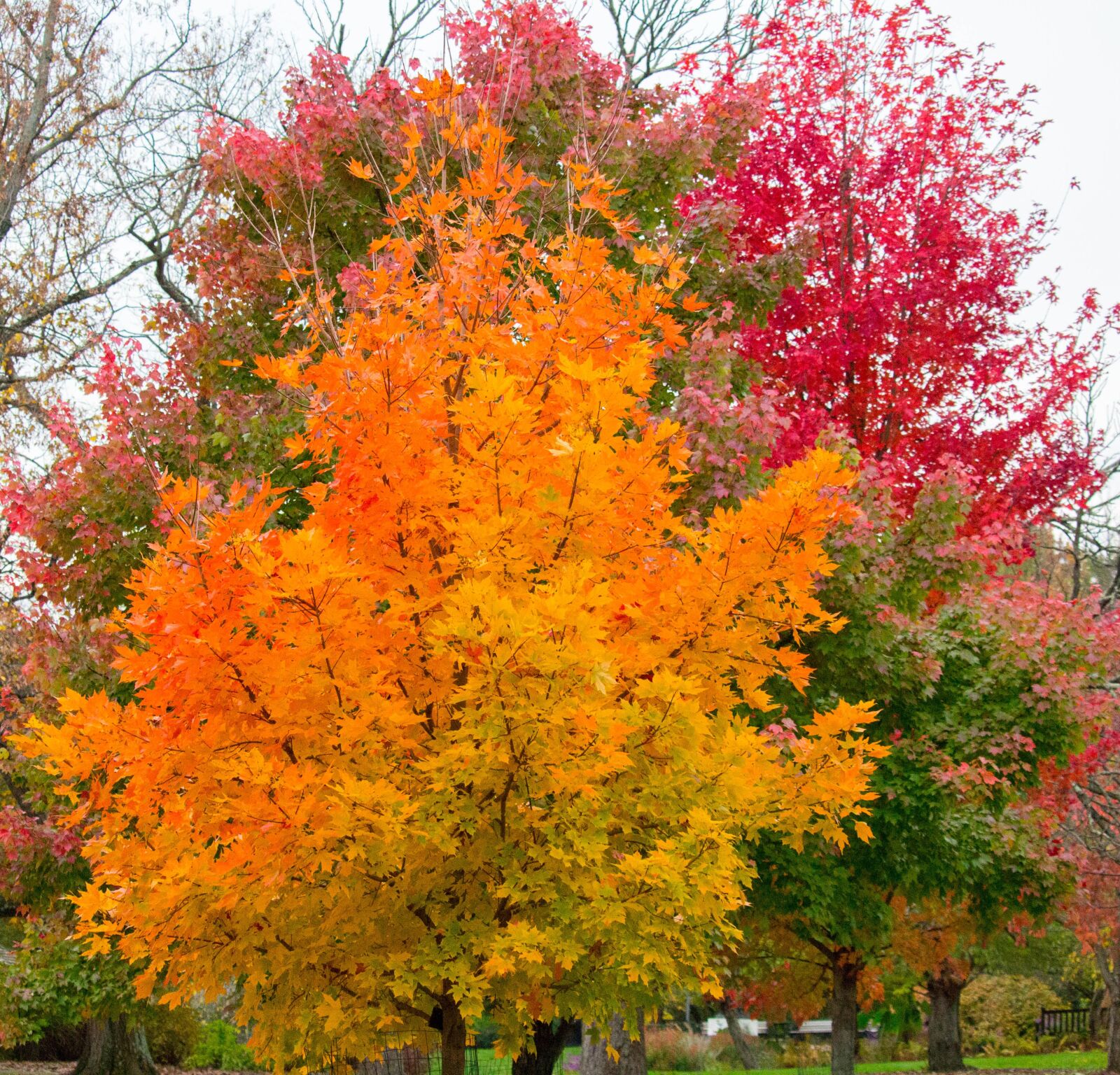 Canon EOS 700D (EOS Rebel T5i / EOS Kiss X7i) sample photo. Fall, leaf, tree photography