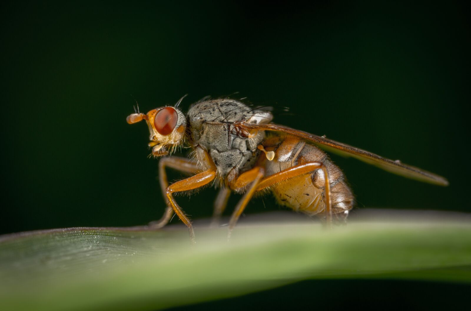#124 65/2.8 sample photo. Insect, nature, animals photography