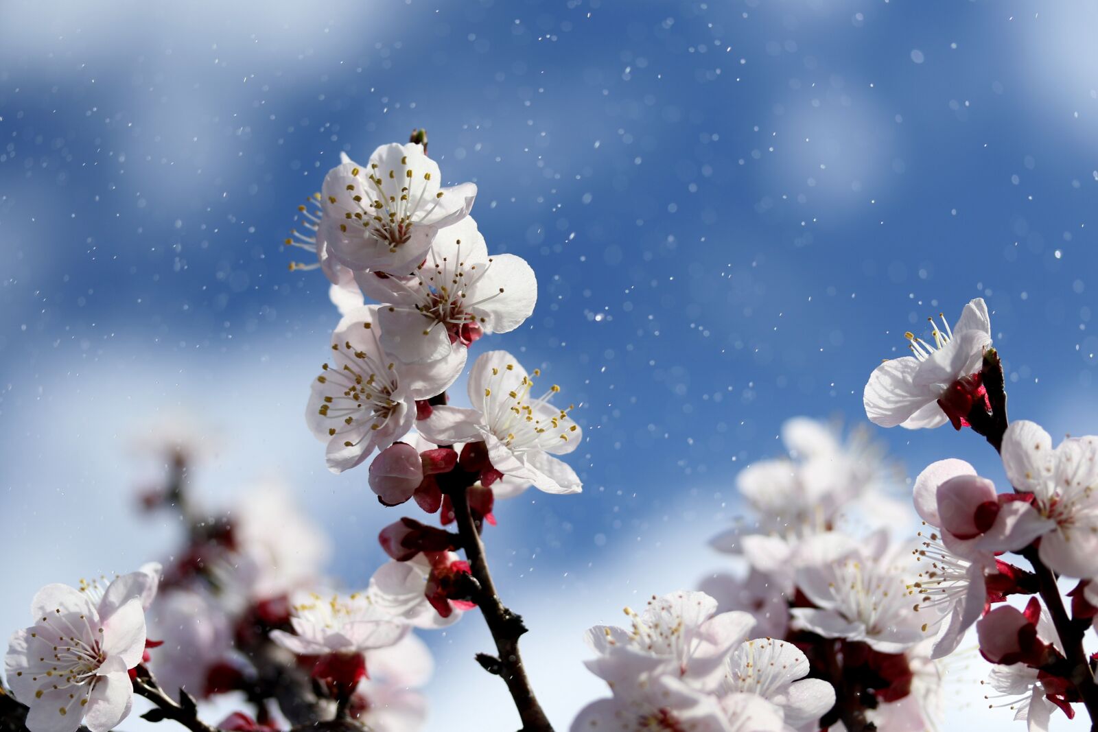 Canon EF-S 60mm F2.8 Macro USM sample photo. Flowers, white, spring photography