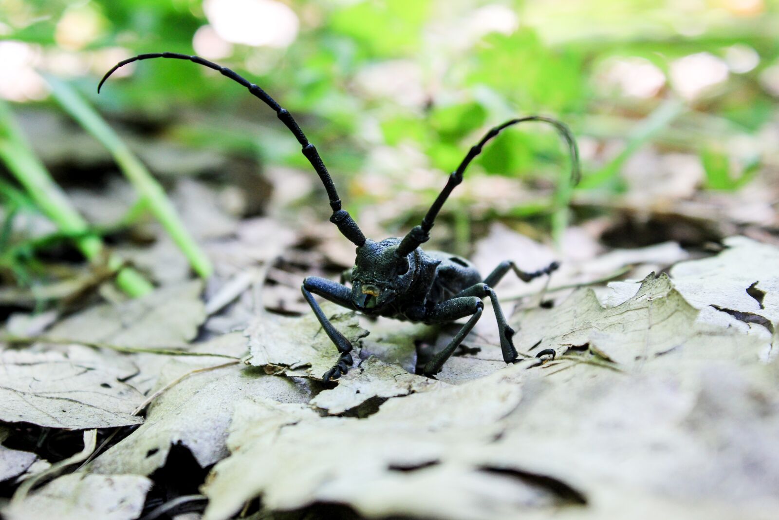 Canon EOS 600D (Rebel EOS T3i / EOS Kiss X5) sample photo. Nature, insect, environment photography