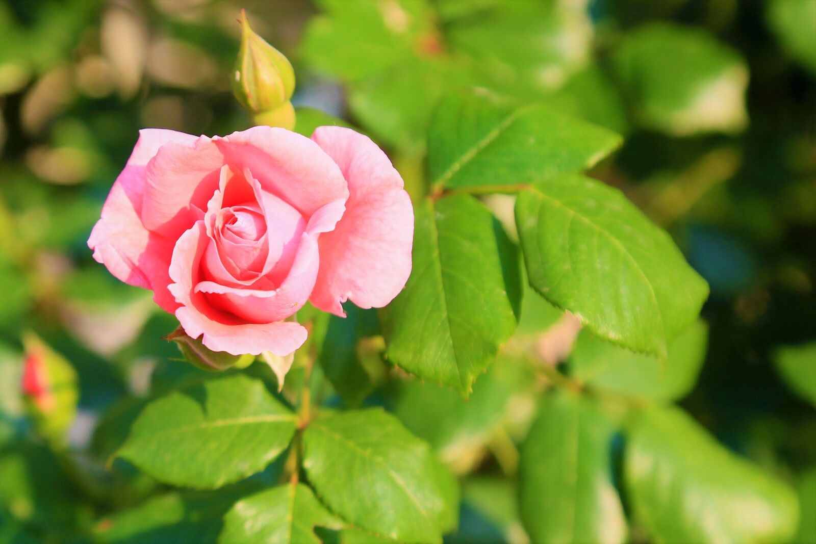 Canon EF 24-105mm F4L IS USM sample photo. Rose, spring, flower photography