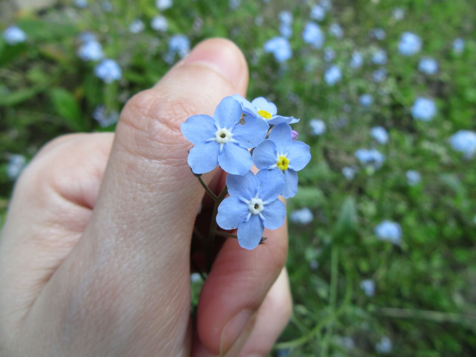 Canon PowerShot SX610 HS sample photo. Forget-me-not, flowers, blue photography