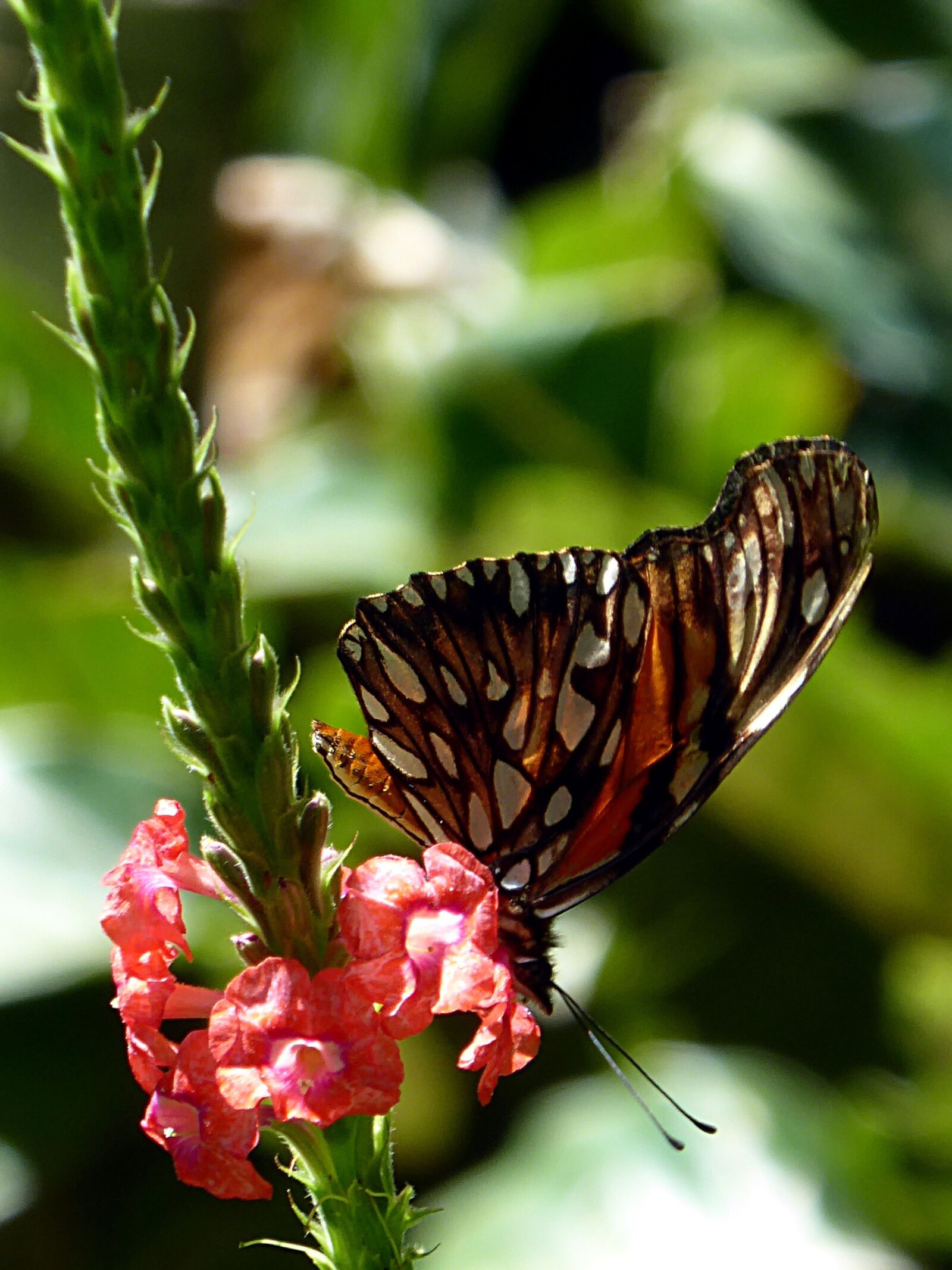 Panasonic Lumix DMC-ZS50 (Lumix DMC-TZ70) sample photo. Butterfly, black, orange photography