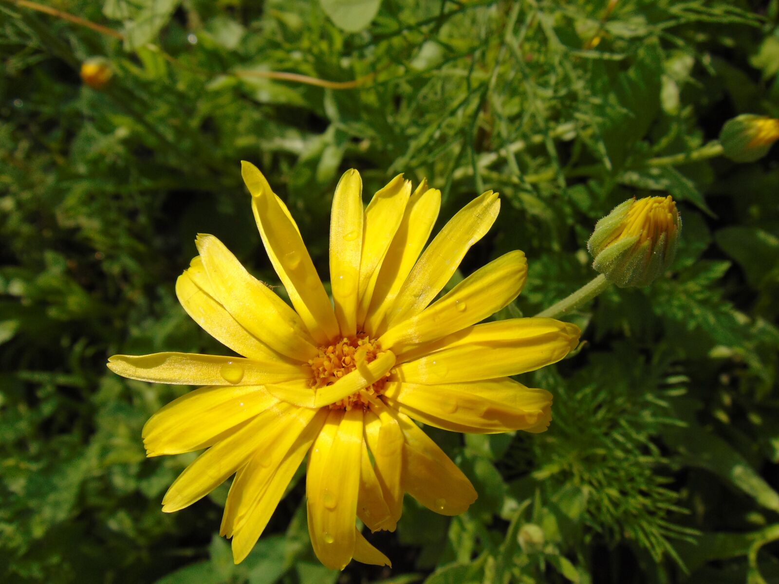 Sony Cyber-shot DSC-H300 sample photo. Nature, 2018 summer, flower photography