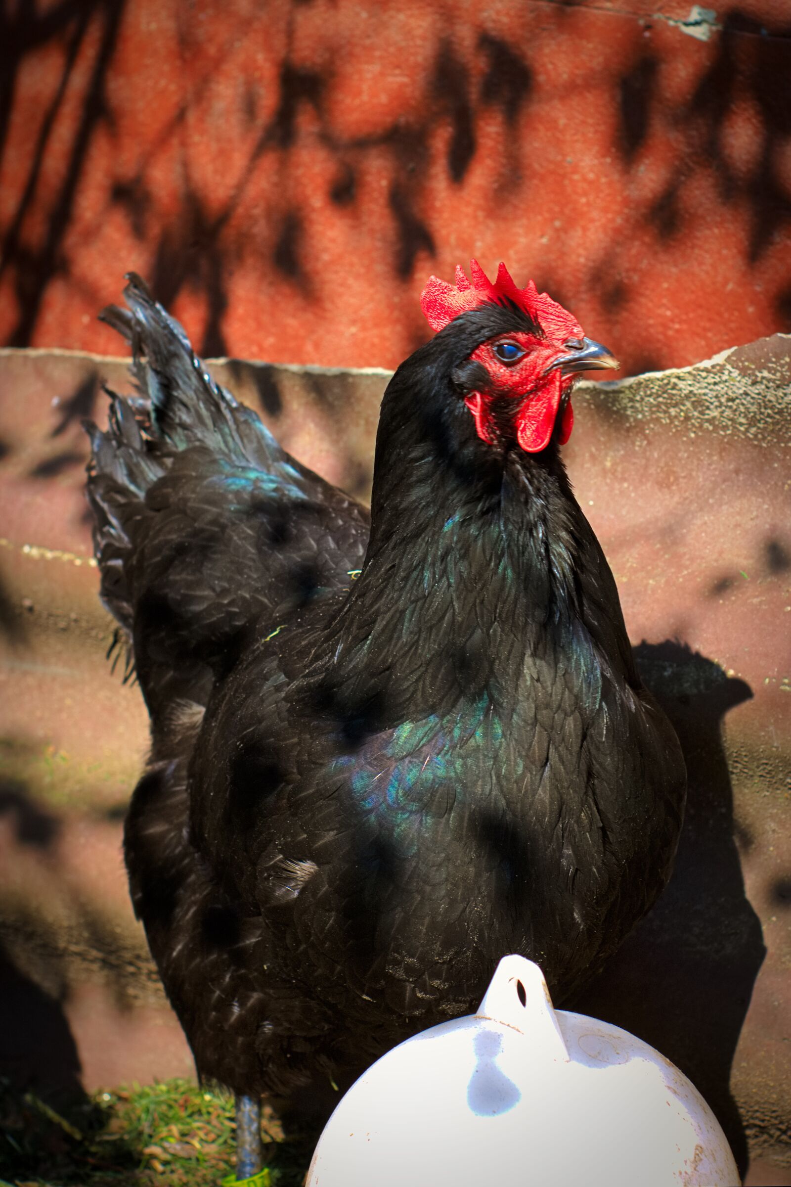 Canon EOS 2000D (EOS Rebel T7 / EOS Kiss X90 / EOS 1500D) sample photo. Chicken, animal, farm photography