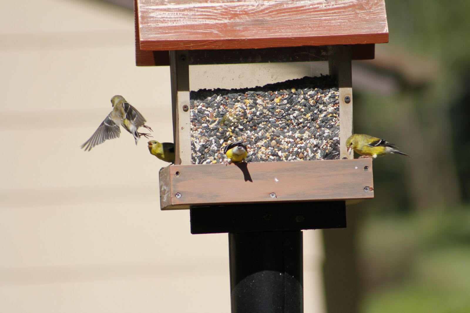 Canon EOS 550D (EOS Rebel T2i / EOS Kiss X4) sample photo. Bird, bird feeder, gold photography