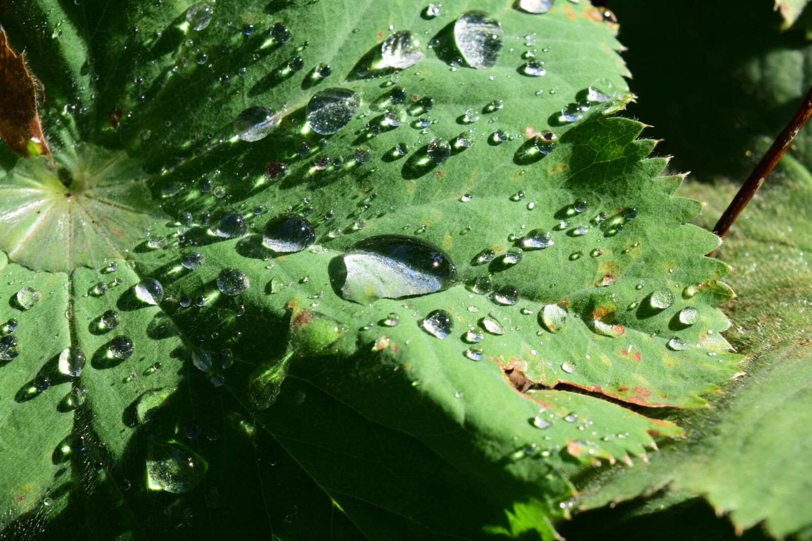 Nikon D3300 sample photo. Leaf, raindrop, nature photography