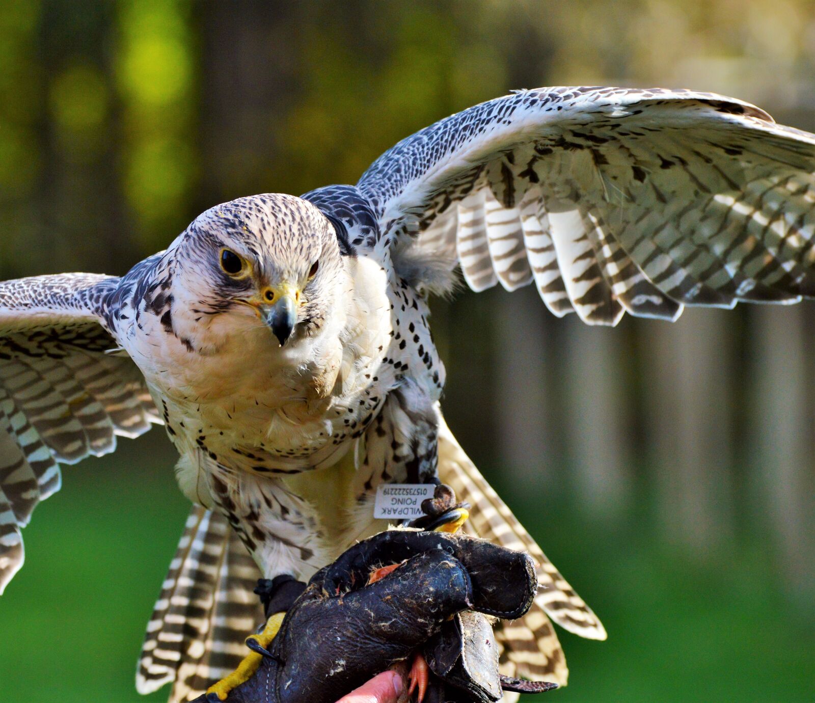Nikon D3200 sample photo. Bird, falcon, raptor photography