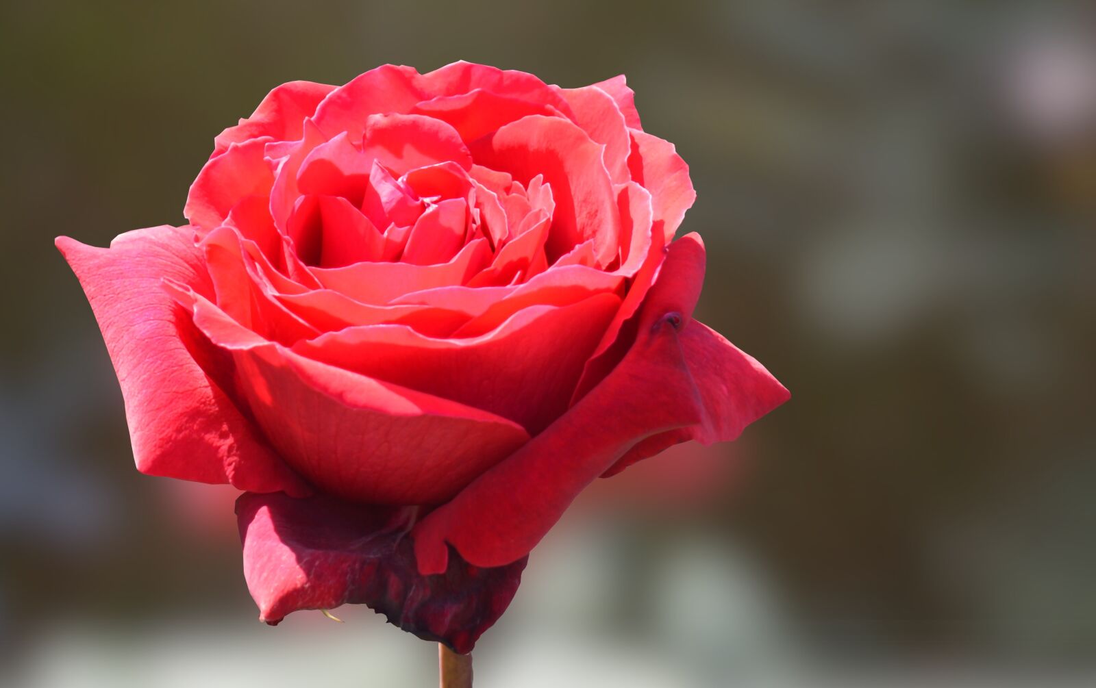 Nikon D3200 sample photo. Rose, red, red rose photography