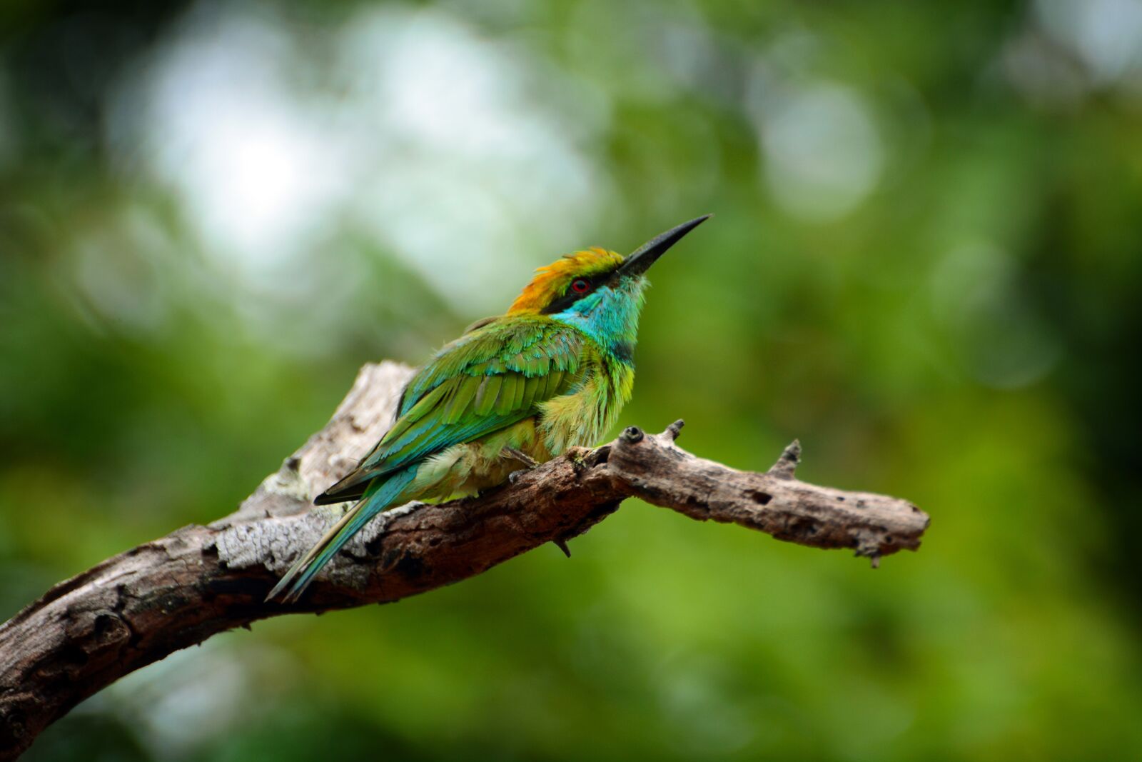 Nikon D7100 sample photo. Animals, birds, sri lanka photography