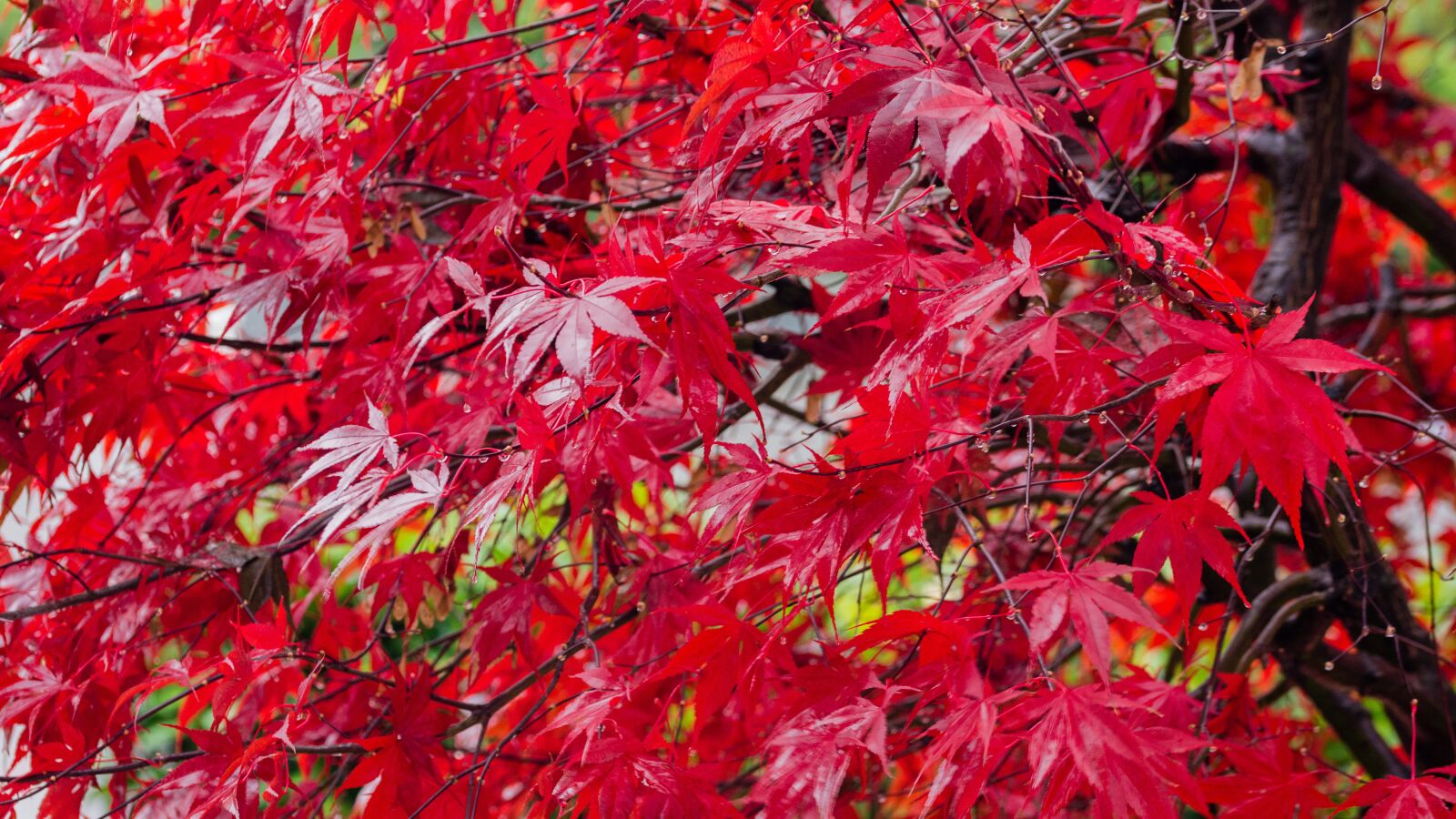 Nikon D7200 sample photo. Maple, red, autumn photography