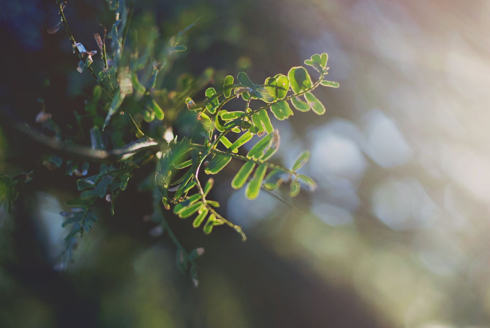Nikon D80 sample photo. Green, tree, leaf photography