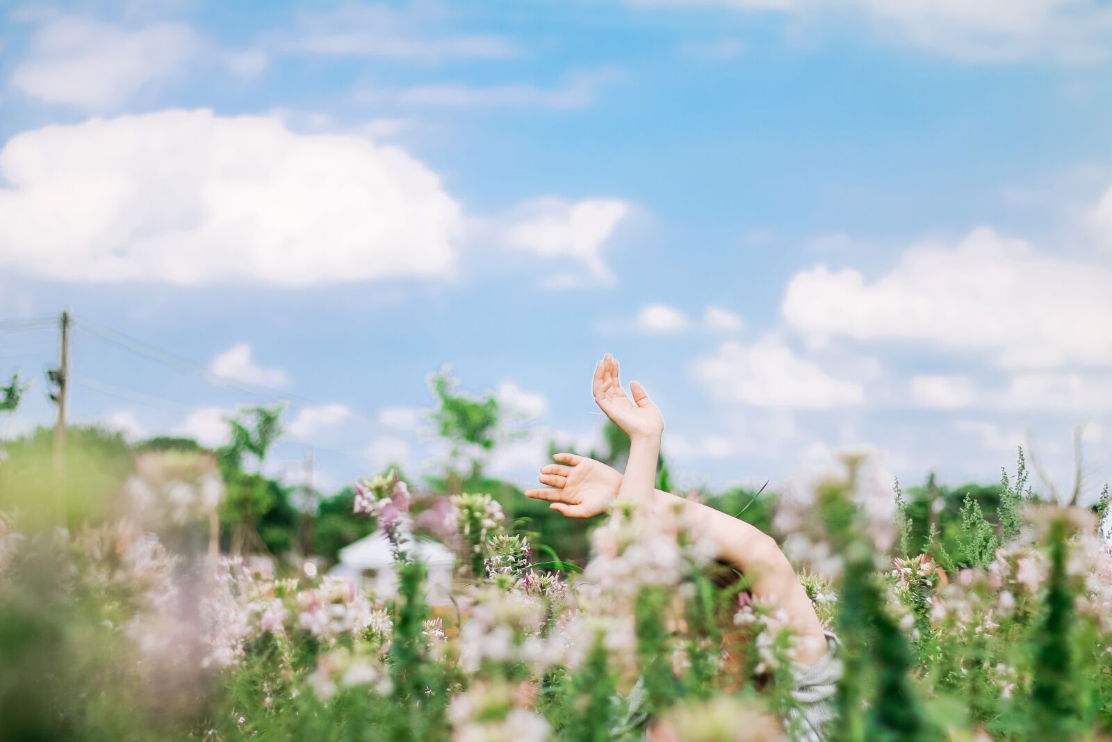 Canon EOS 70D + Canon EF 50mm F1.8 STM sample photo. Sky, hand, flowers photography