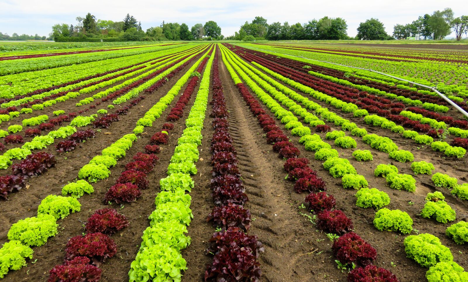 Canon PowerShot SX710 HS sample photo. Landscape, agriculture, harvest photography