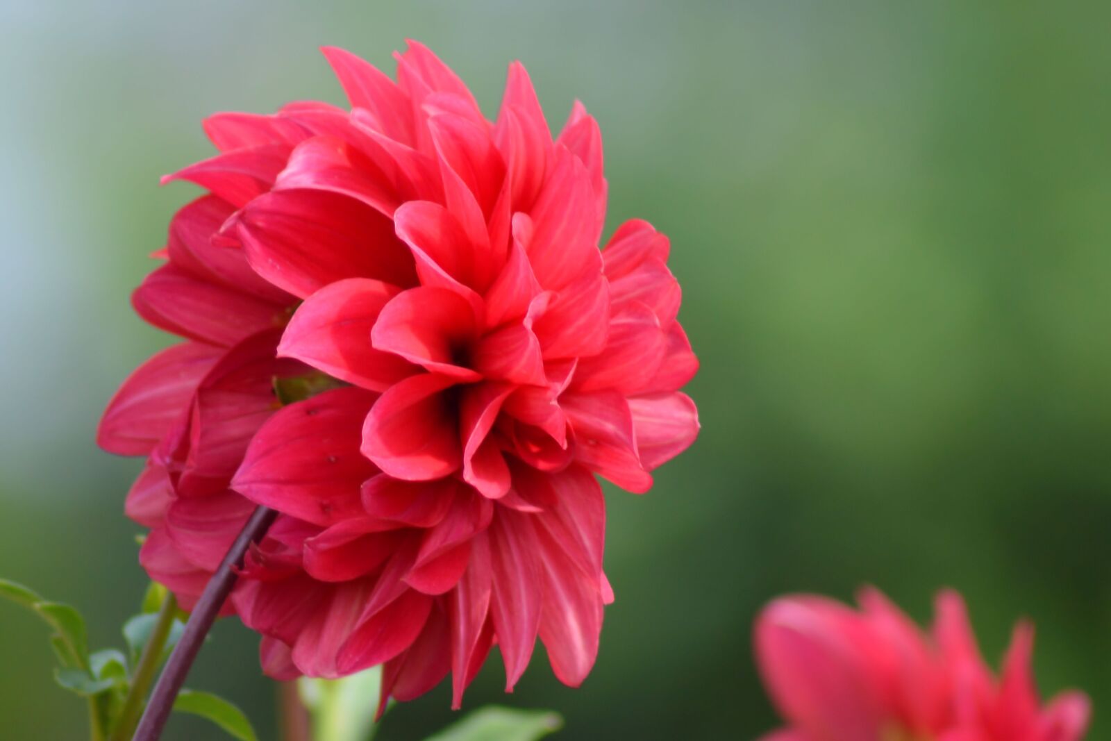 Nikon D3200 sample photo. Dahlia, red, summer photography