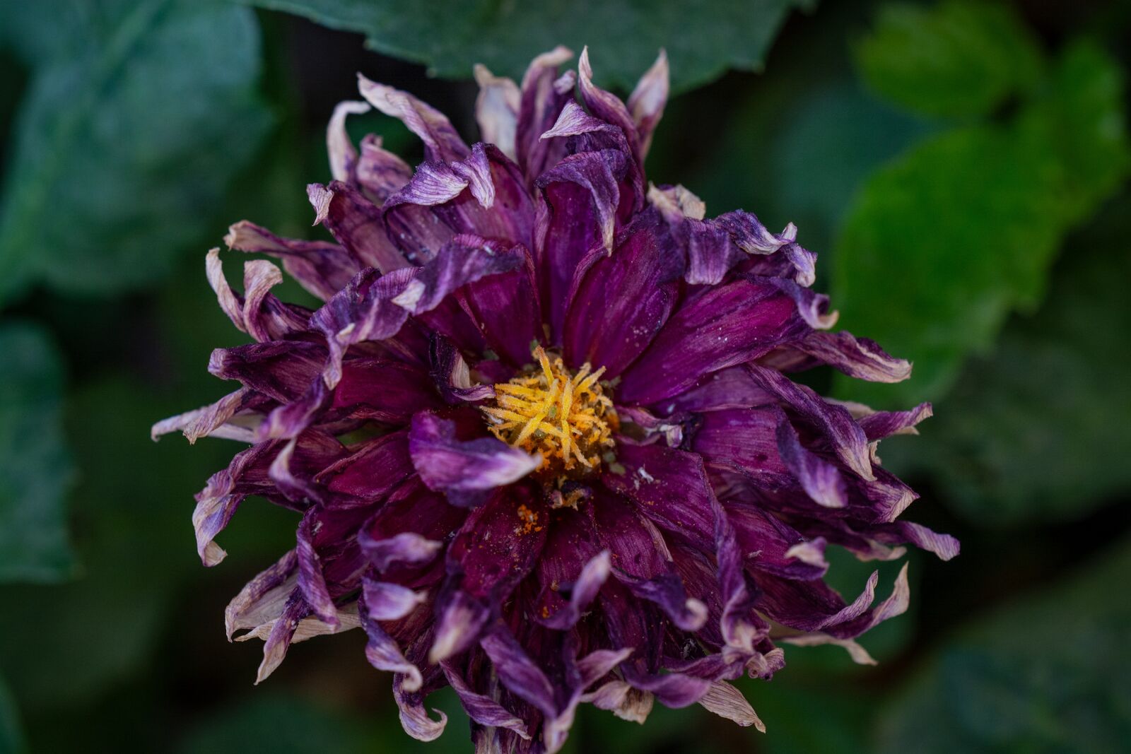 Nikon D7100 sample photo. Flower, blossom, bloom photography