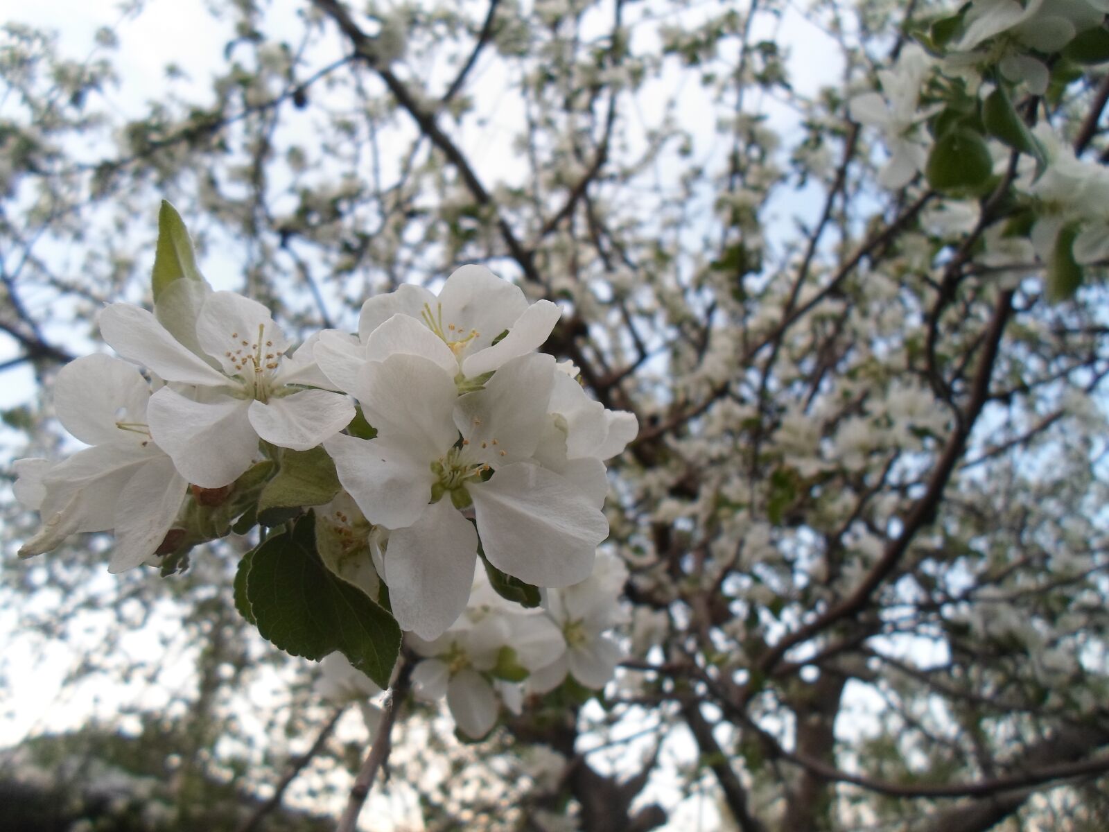 Samsung ST77 / ST79 sample photo. Spring, apple tree, flowers photography