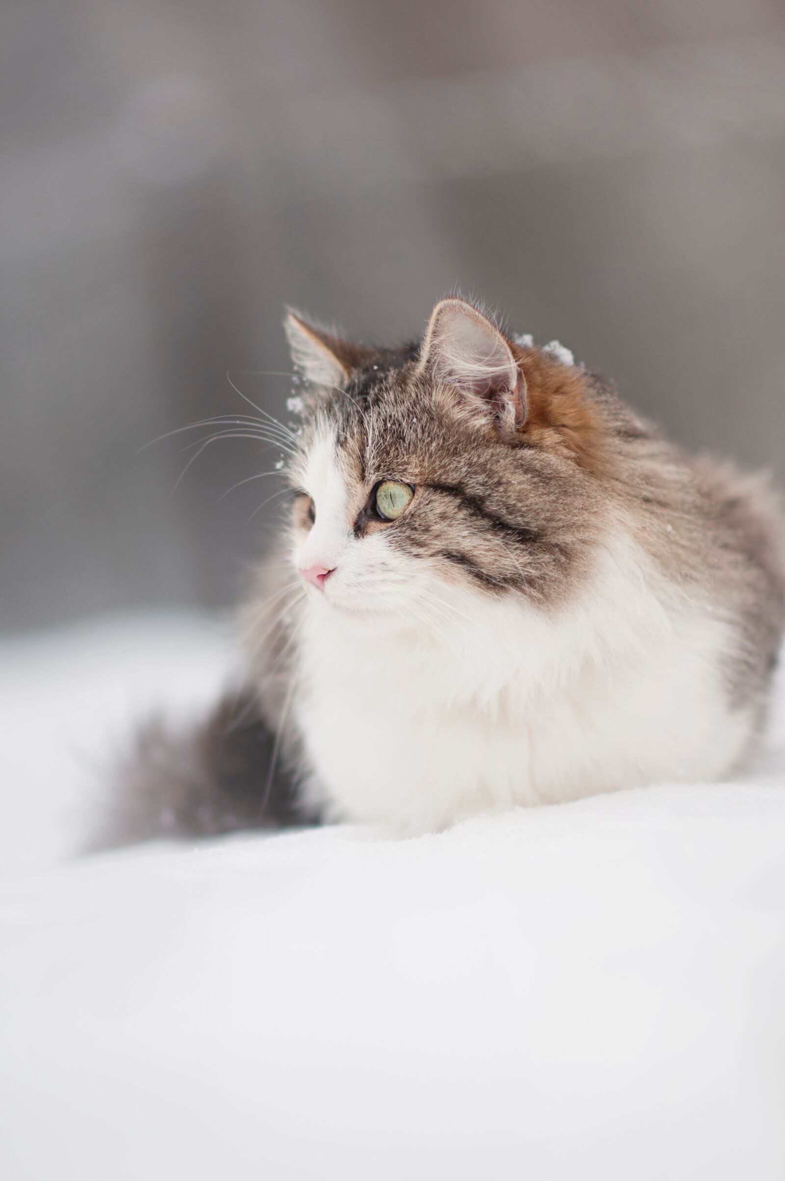 Nikon D300 sample photo. Cat, tomcat, hairy photography