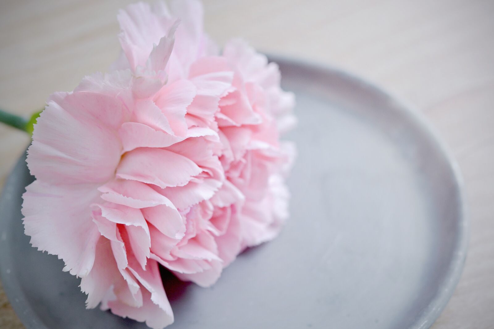 Nikon D7100 sample photo. Carnation, flower, pink photography