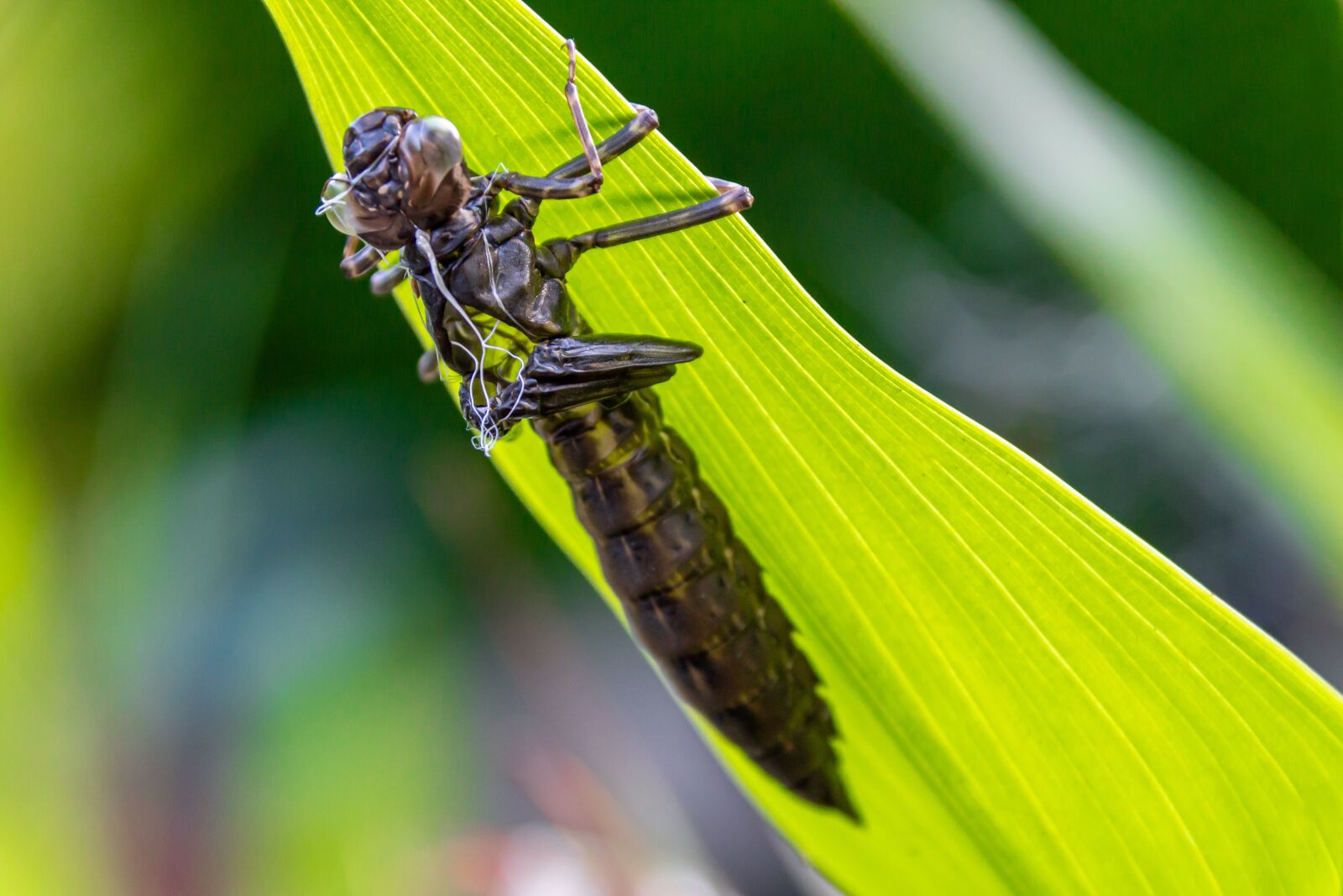 Canon EOS 650D (EOS Rebel T4i / EOS Kiss X6i) sample photo. Dragonfly, animal, insect photography