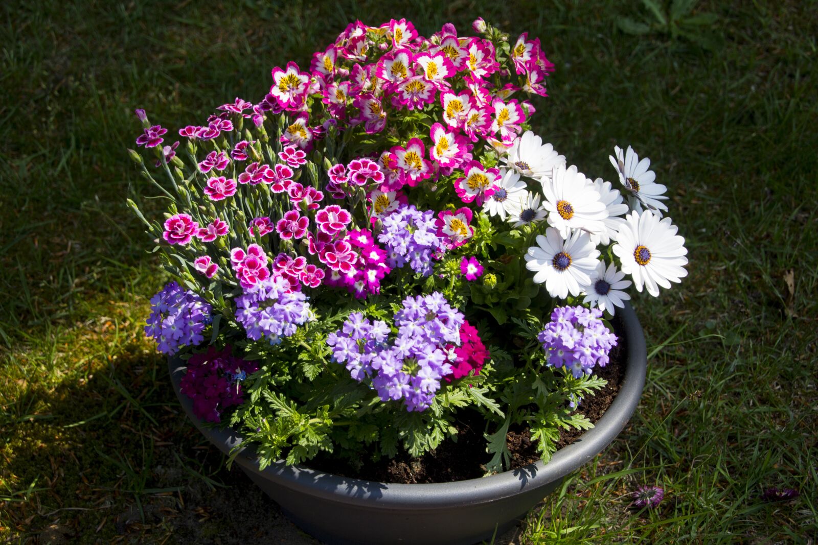 Canon EOS 60D sample photo. Flower, pot, decoration photography