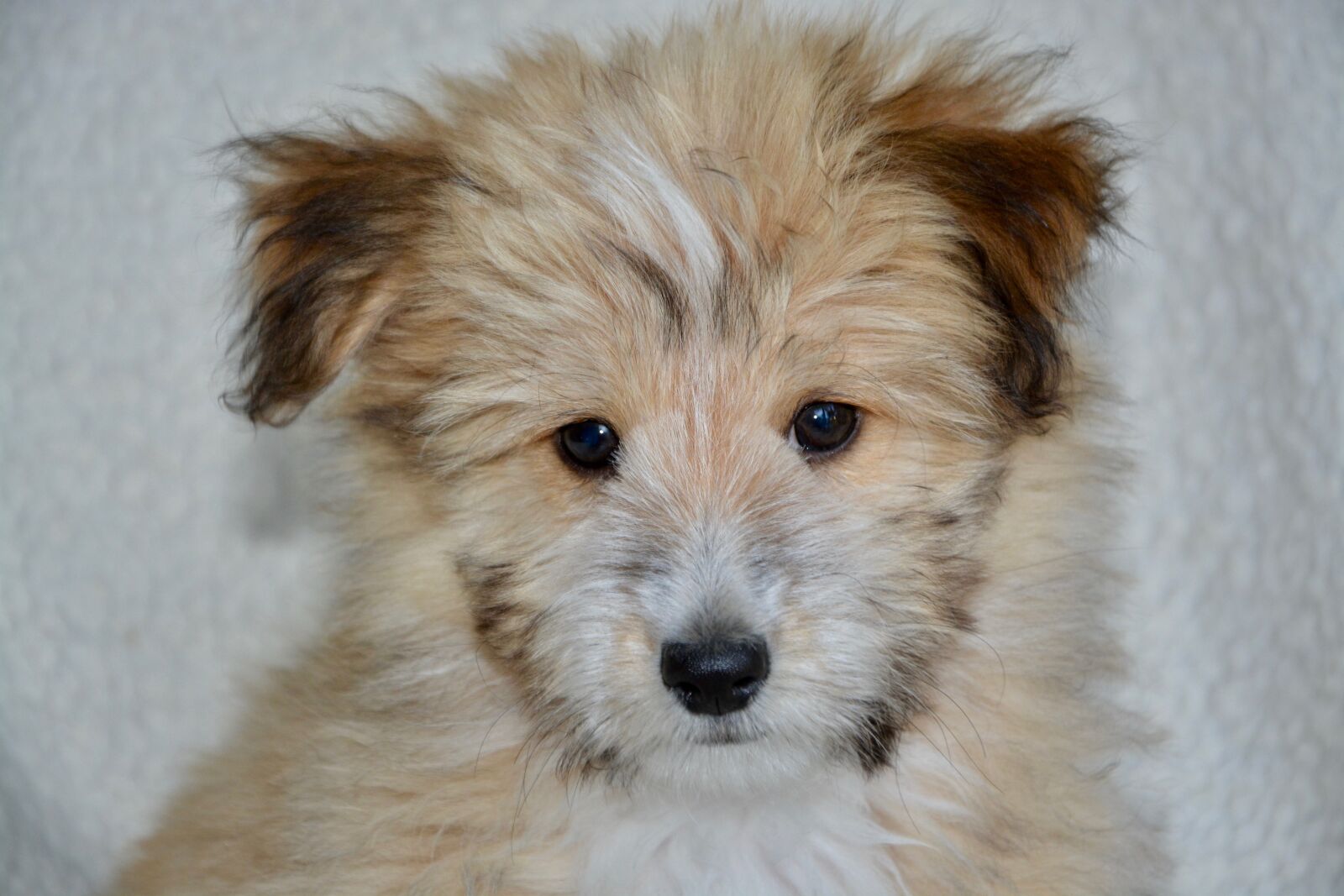 Nikon D5200 sample photo. Dog, pup, puppy photography