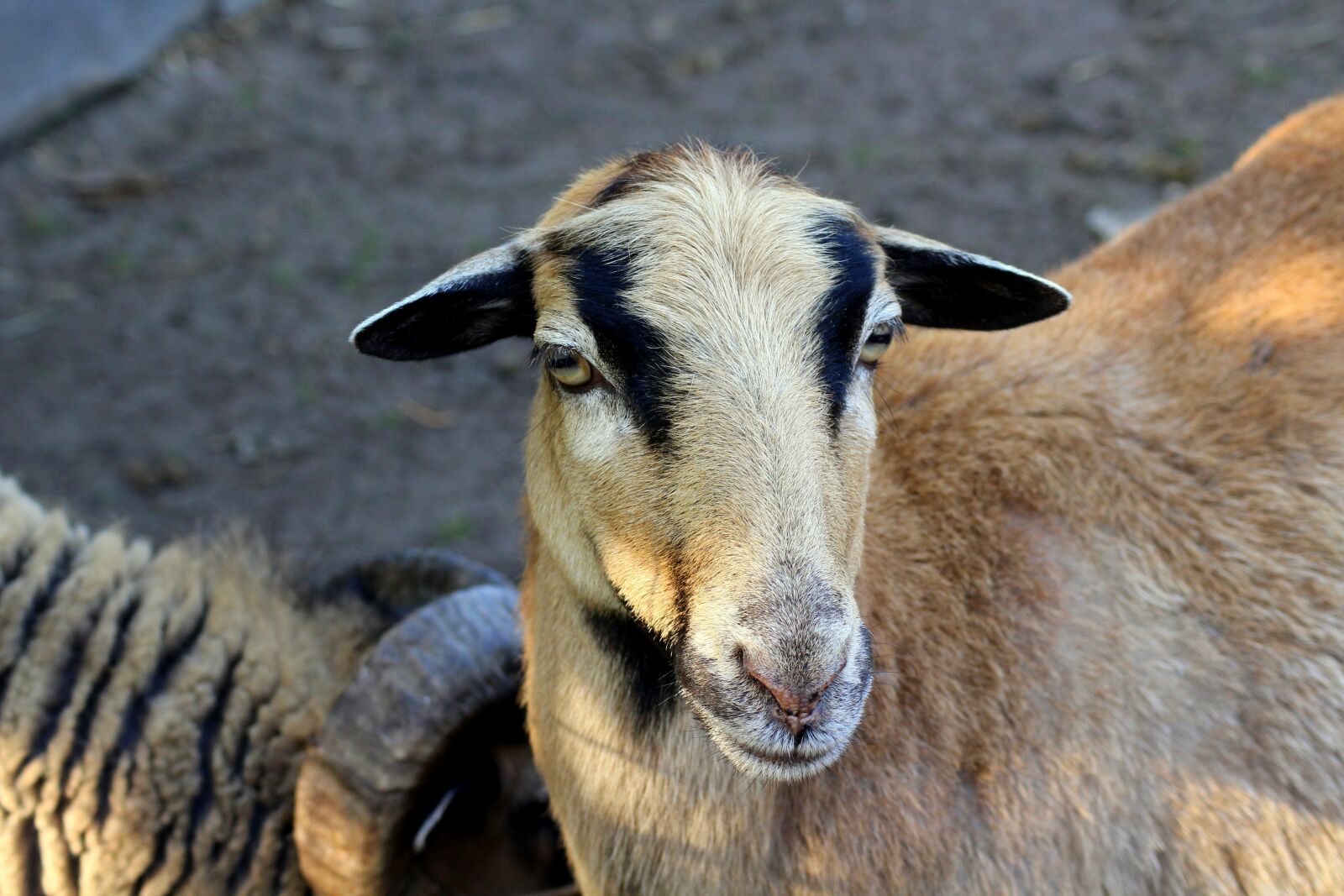 Canon EOS 1200D (EOS Rebel T5 / EOS Kiss X70 / EOS Hi) sample photo. Sheep, animal, nature photography