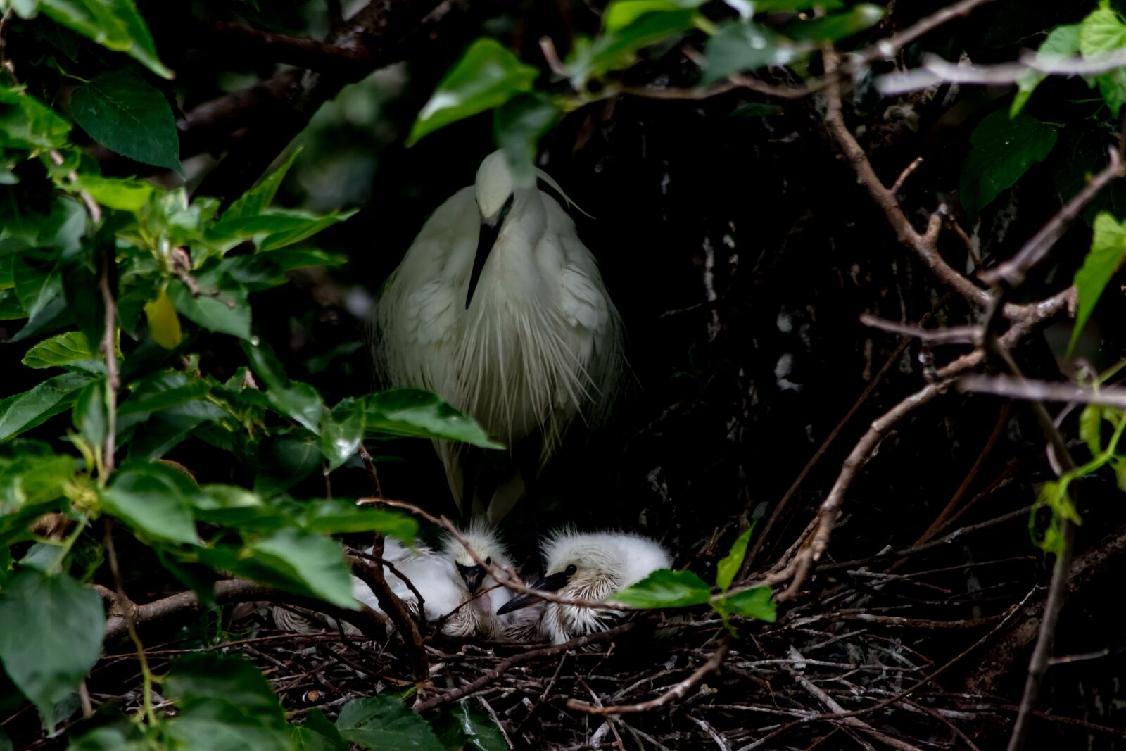 Nikon D5500 sample photo. Egret, bird, chicks photography