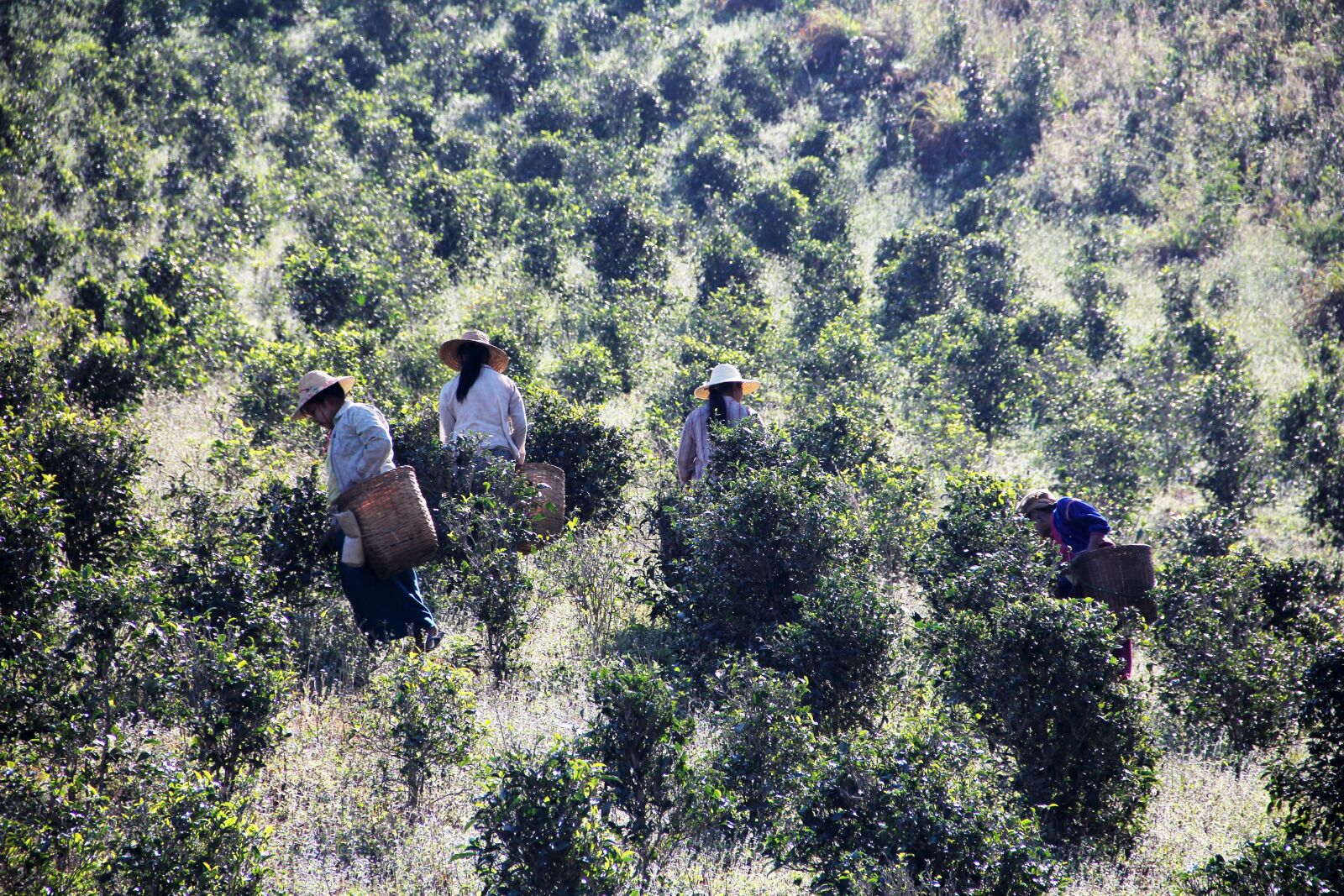 Canon EF-S 18-135mm F3.5-5.6 IS sample photo. Tea pickers, tea picking photography