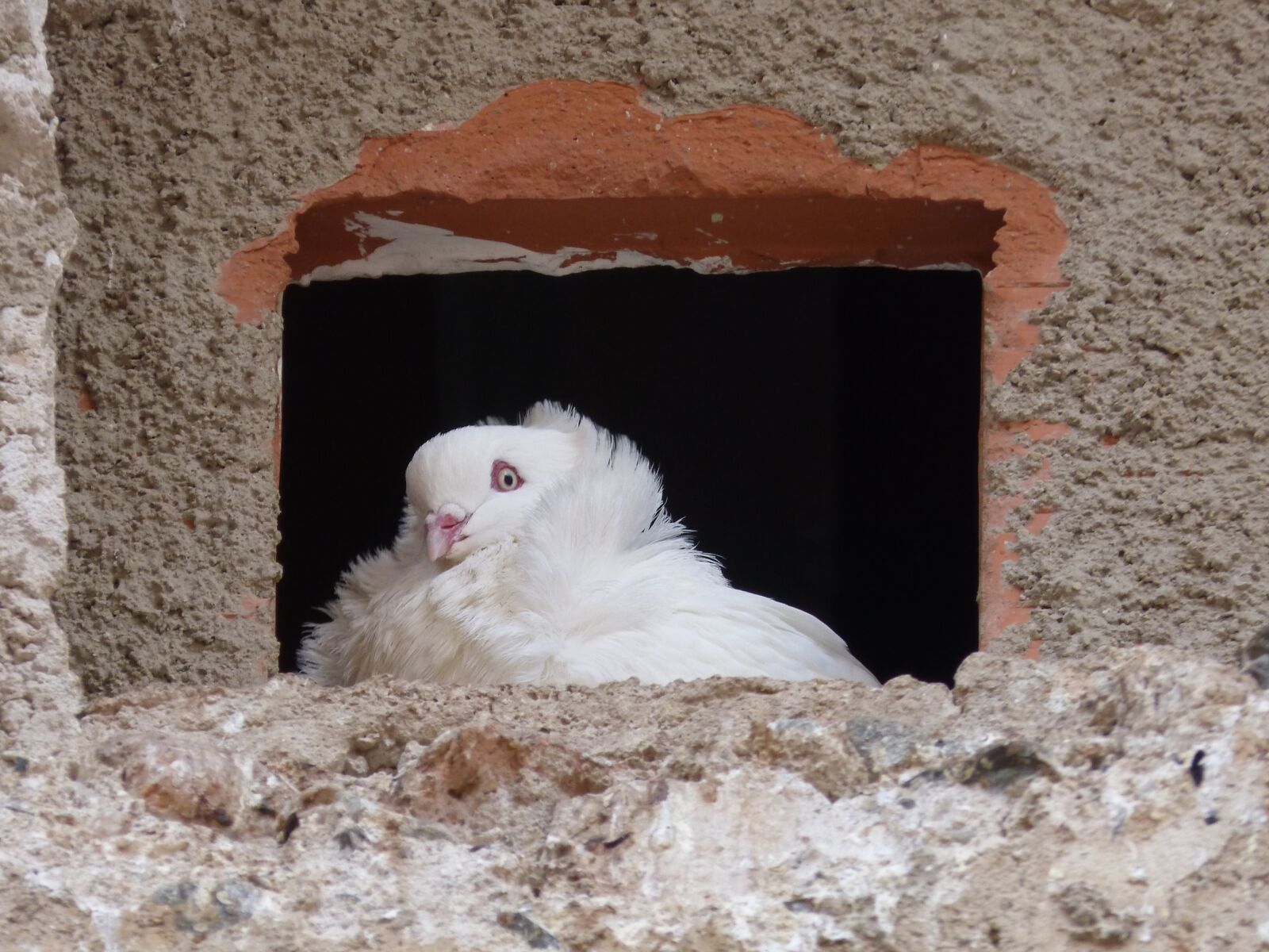 Panasonic DMC-FZ62 sample photo. White dove, window, pride photography