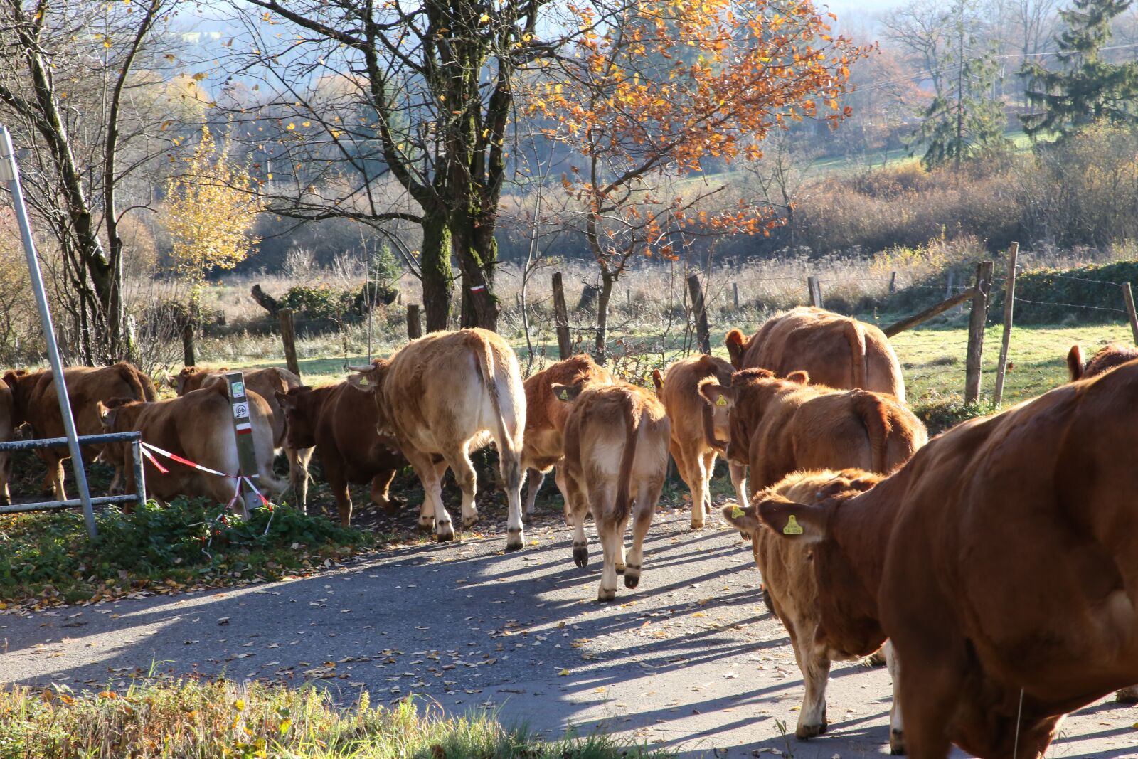 Canon EF 24-105mm F4L IS II USM sample photo. Cow herd, herd of photography