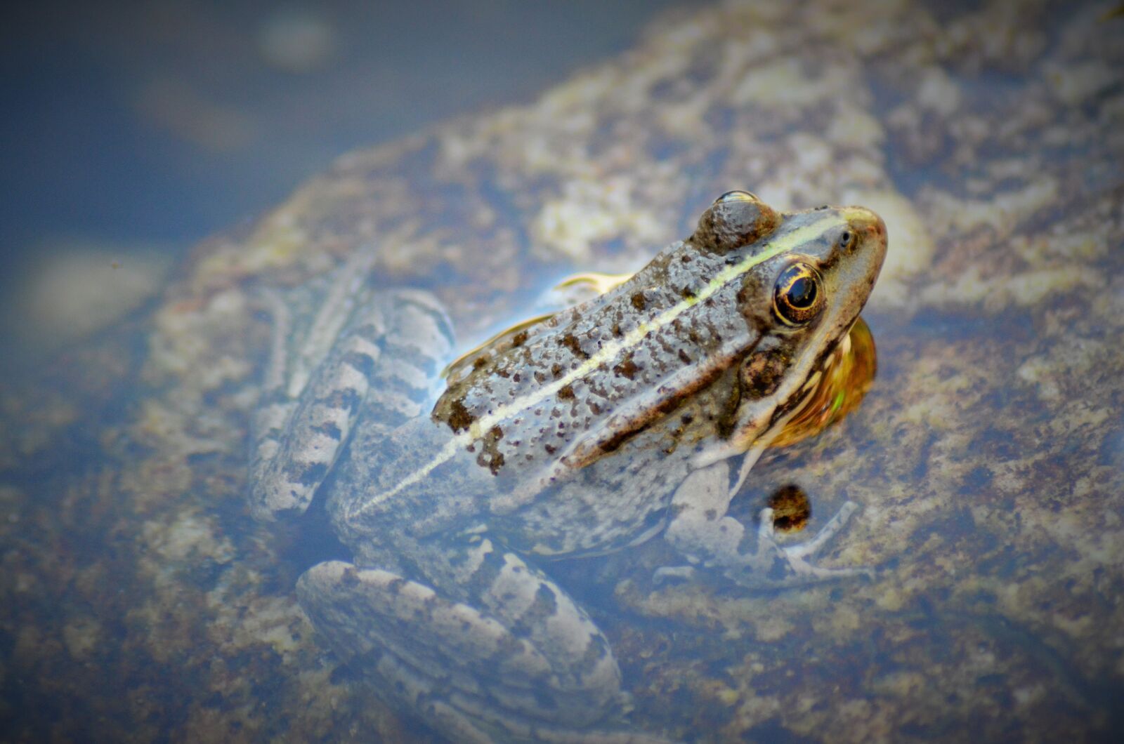 Nikon D5100 sample photo. Toad, frog, gerardo photography