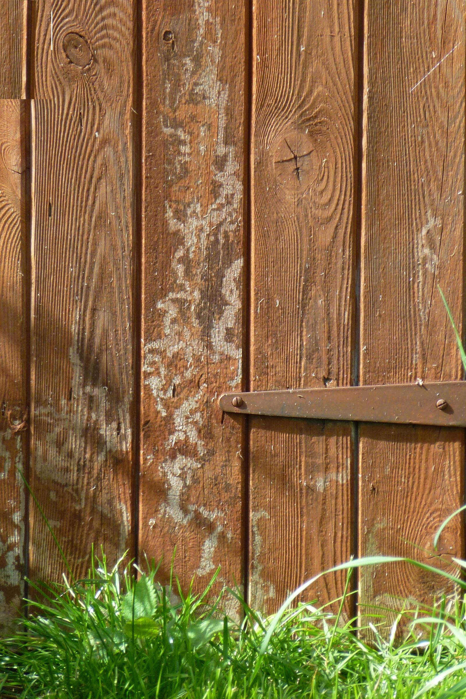 Panasonic Lumix DMC-ZS10 (Lumix DMC-TZ20 / Lumix DMC-TZ22) sample photo. Shed door, rustic, wasp photography