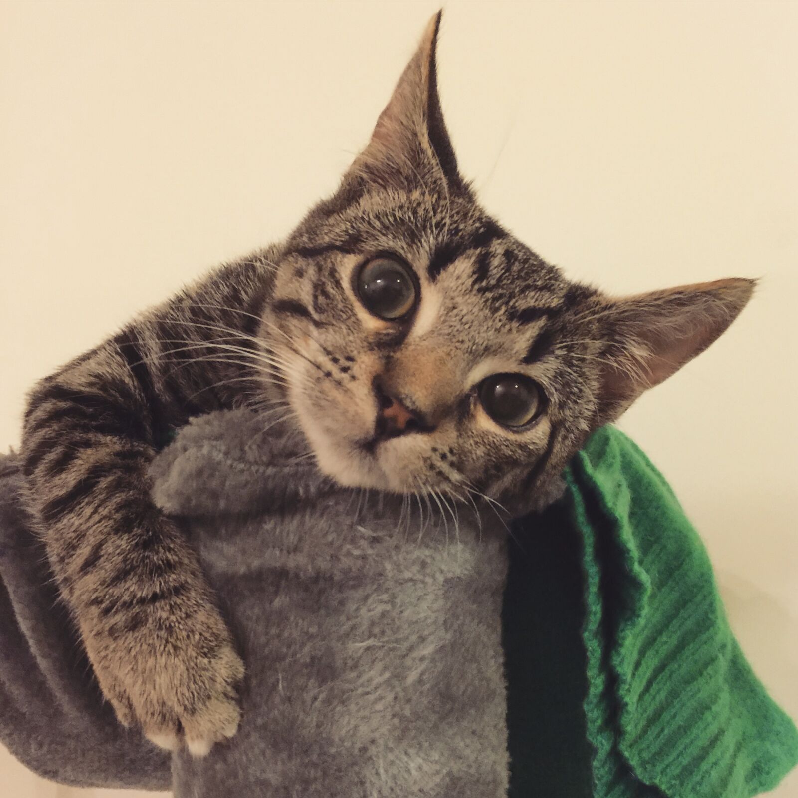 iPhone 6 Plus back camera 4.15mm f/2.2 sample photo. Cat, kitten, naughty photography