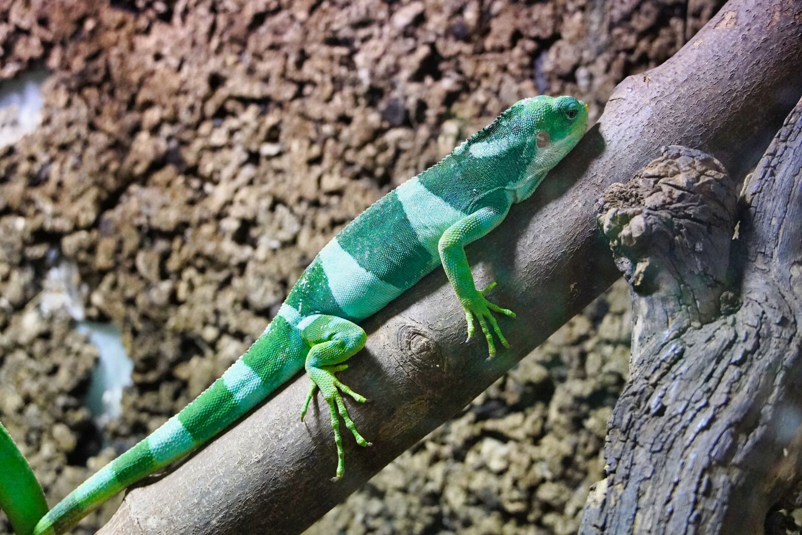 Sony a6400 sample photo. Fiji iguana, iguana, terrarium photography