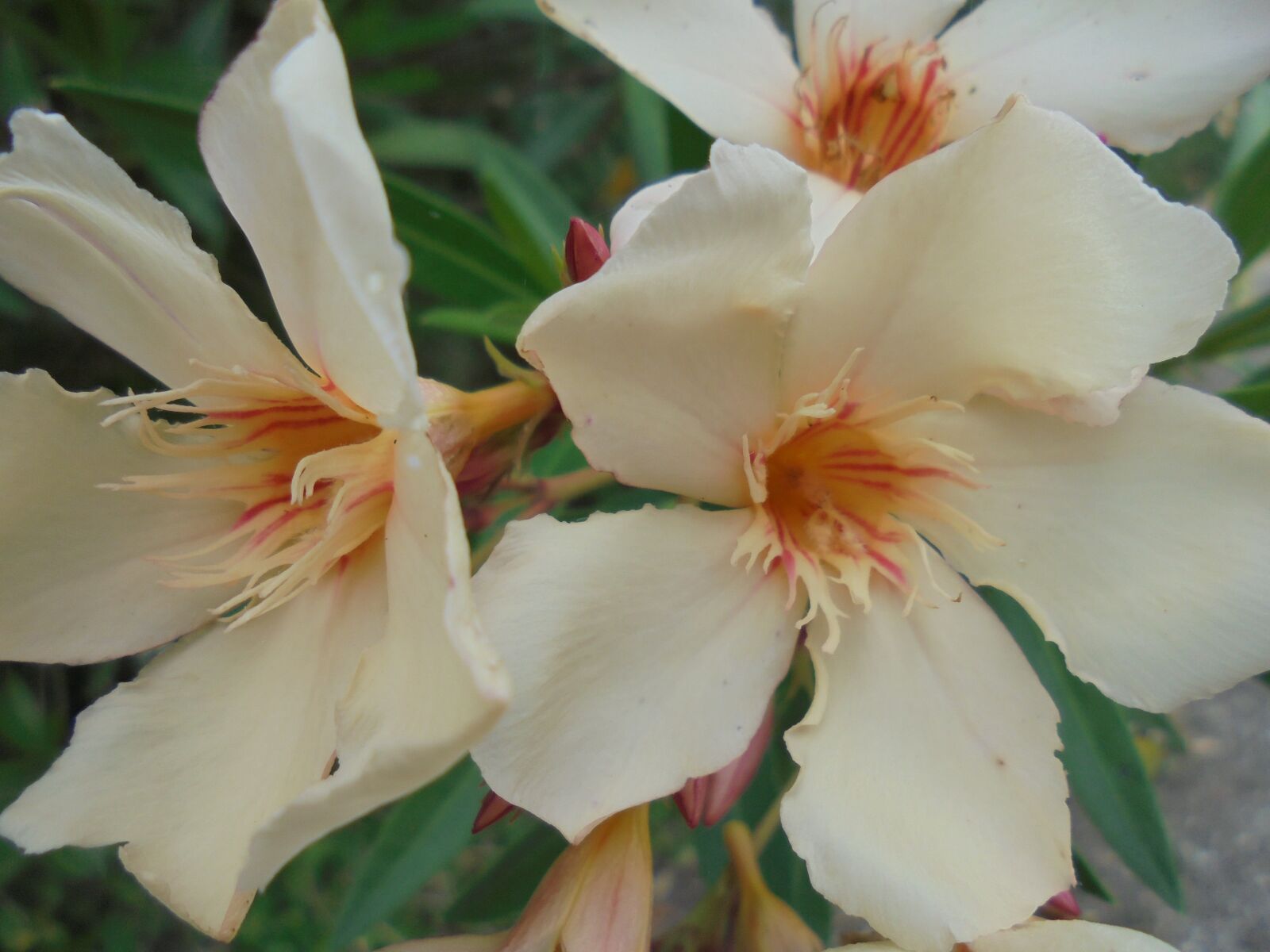 Sony Cyber-shot DSC-W810 sample photo. Oleander, fower, blossom photography