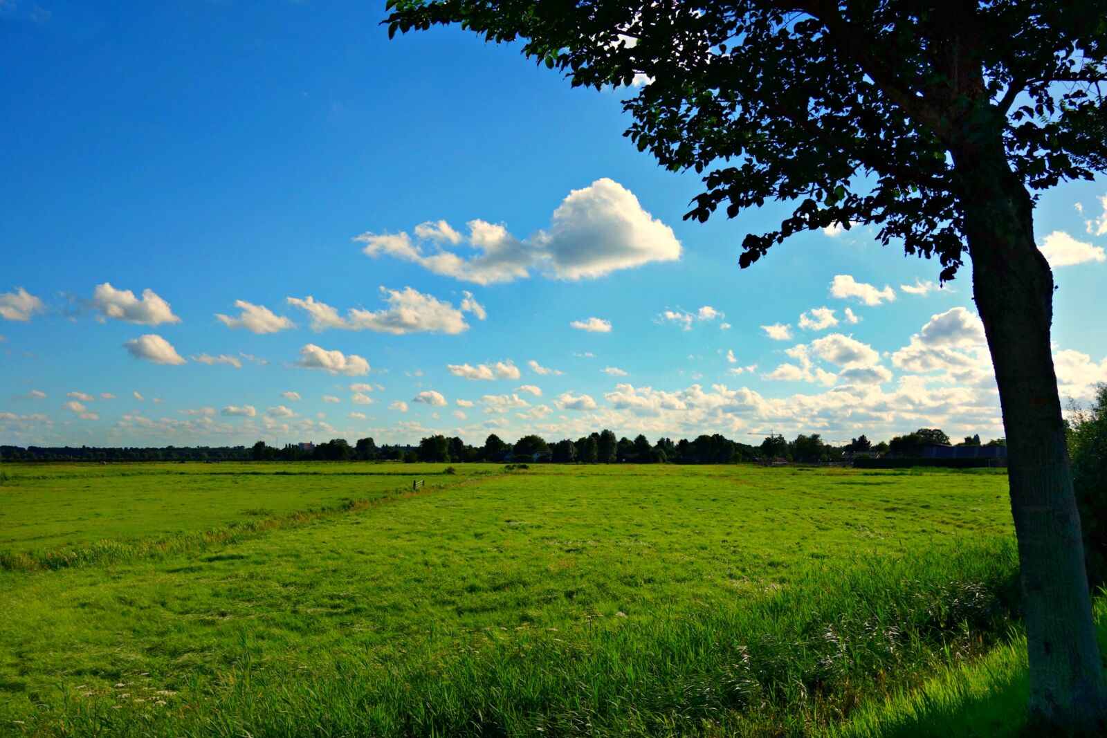 Sony Cyber-shot DSC-RX100 sample photo. Field, meadow, grass photography