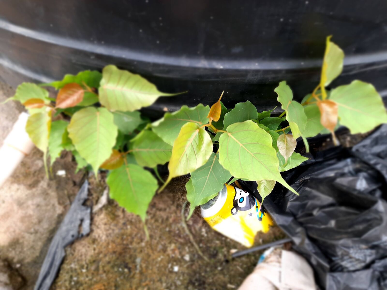 Samsung SM-M215F sample photo. Plant, nature, leaves photography