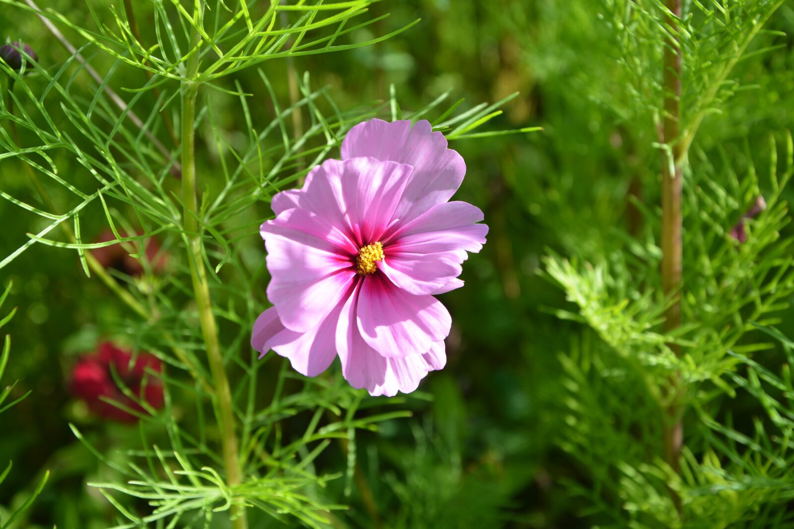 Nikon D5200 sample photo. Flower, flower violet pink photography