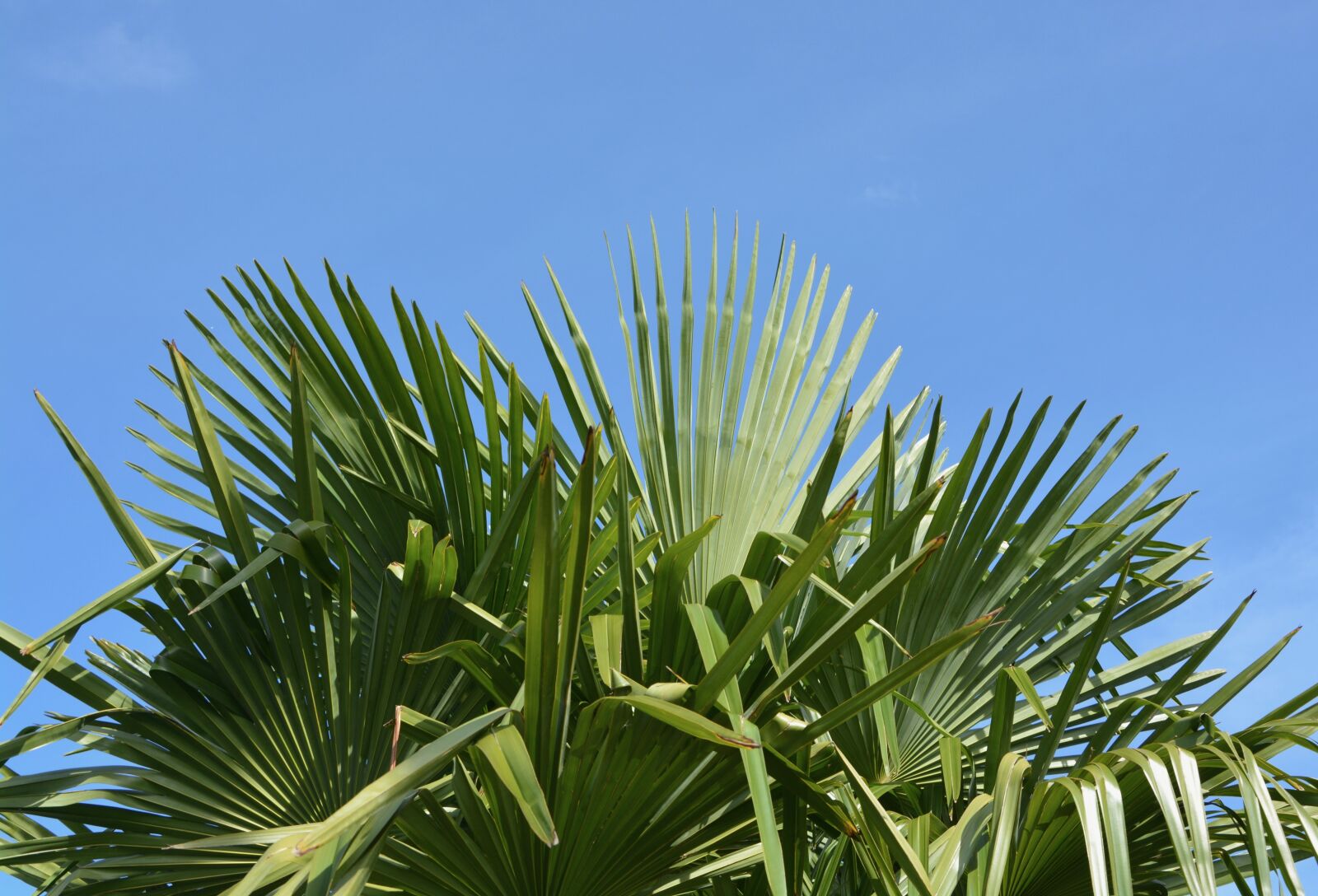 Nikon D5200 sample photo. Palm, leaf green, au photography