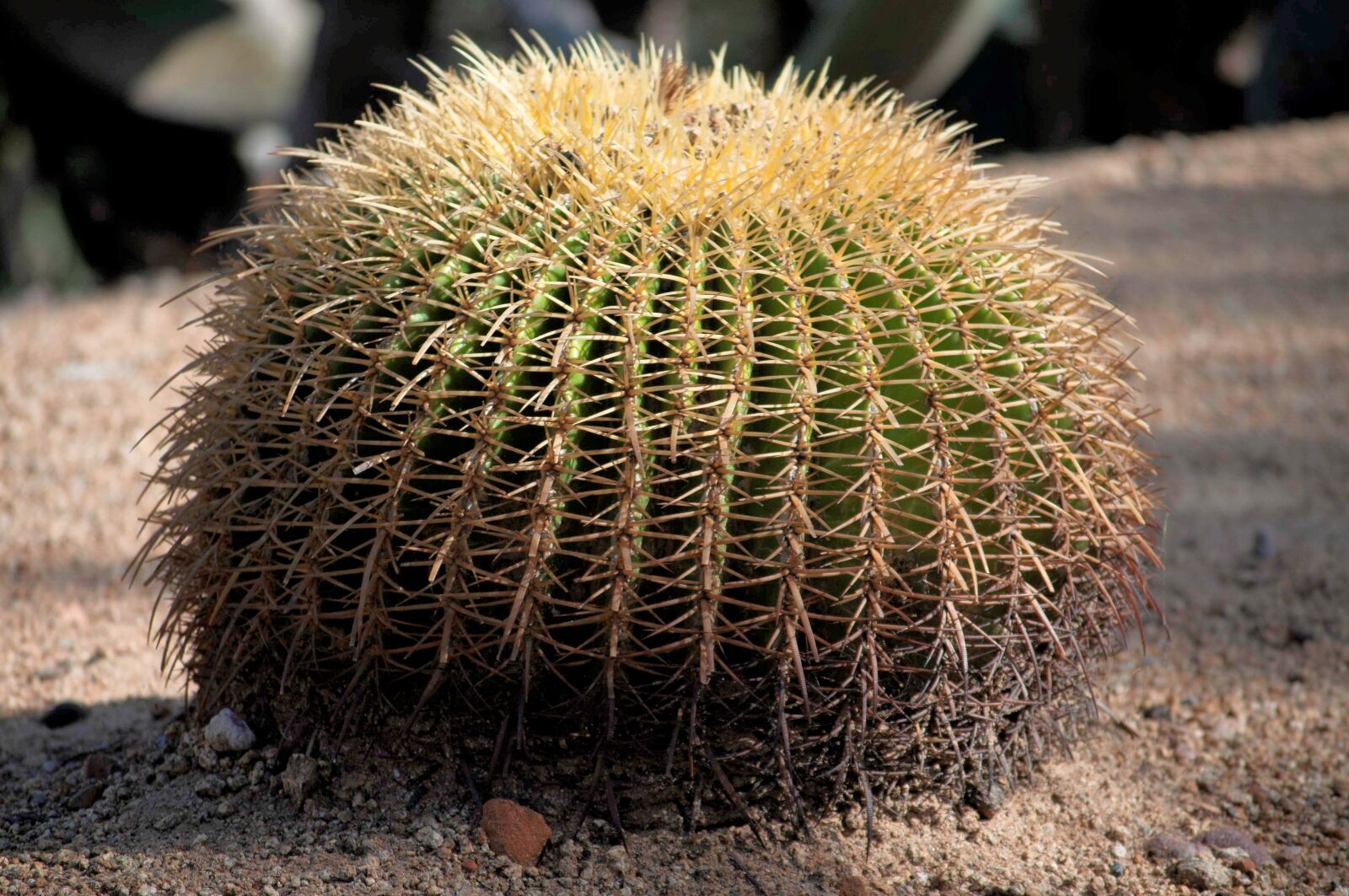 Nikon D90 sample photo. Cactus, spiky, succulent photography