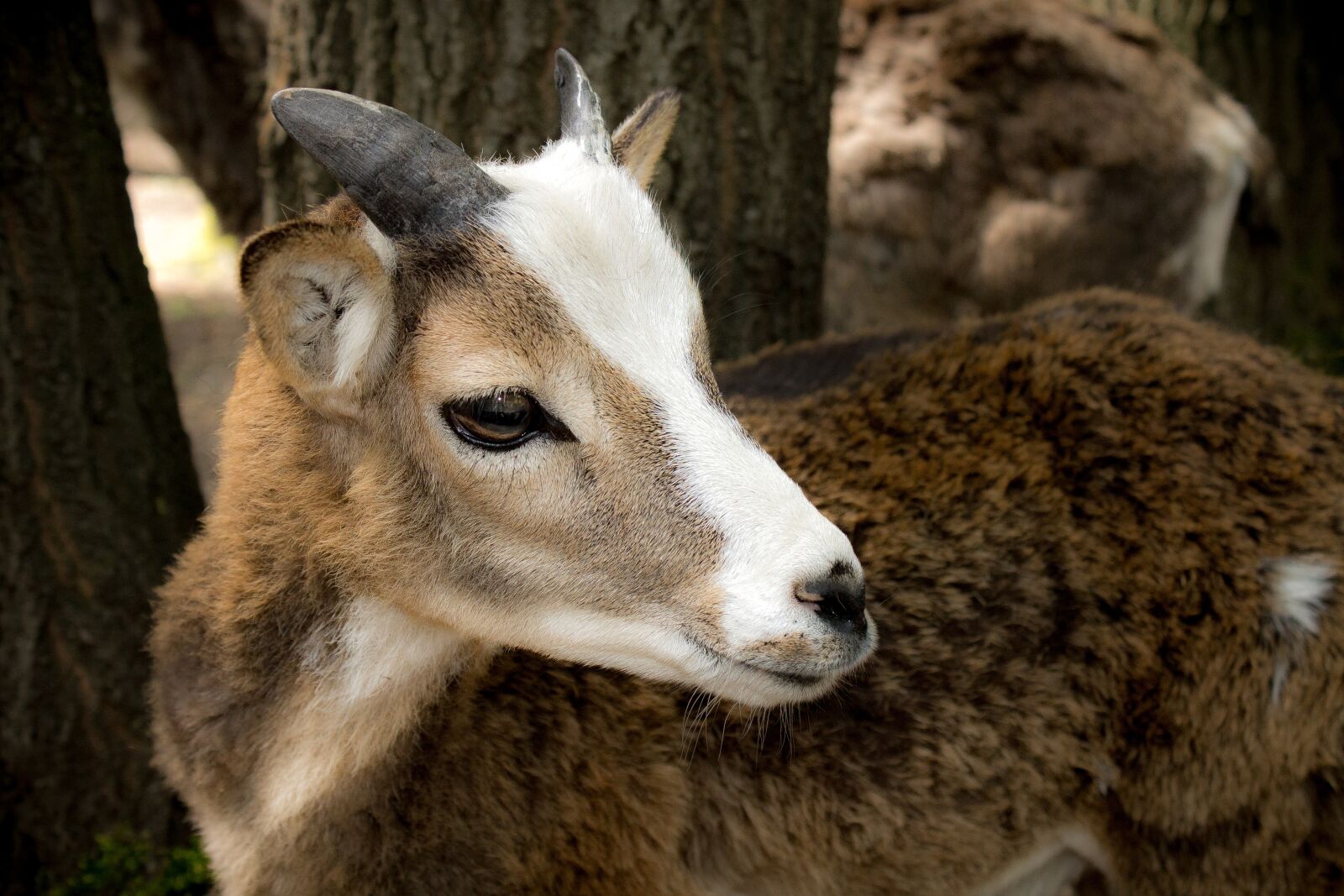 Canon EOS 1100D (EOS Rebel T3 / EOS Kiss X50) sample photo. Goat, kid, zoo photography