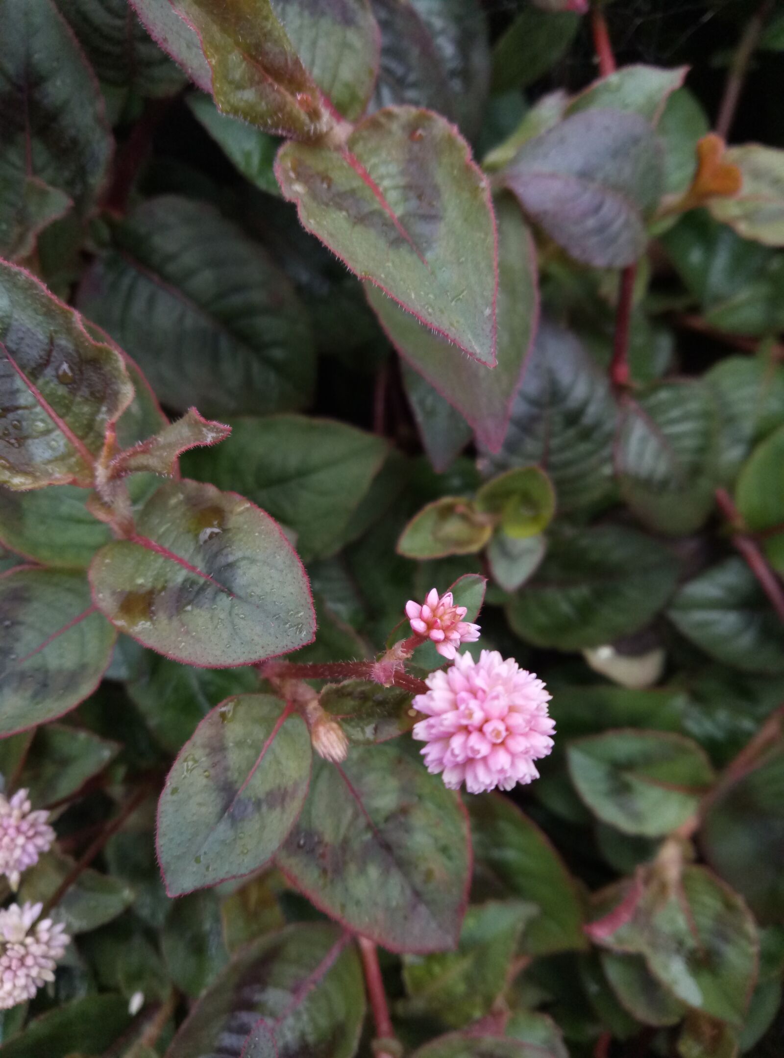 Meizu M5 Note sample photo. Flower, pink, spring photography
