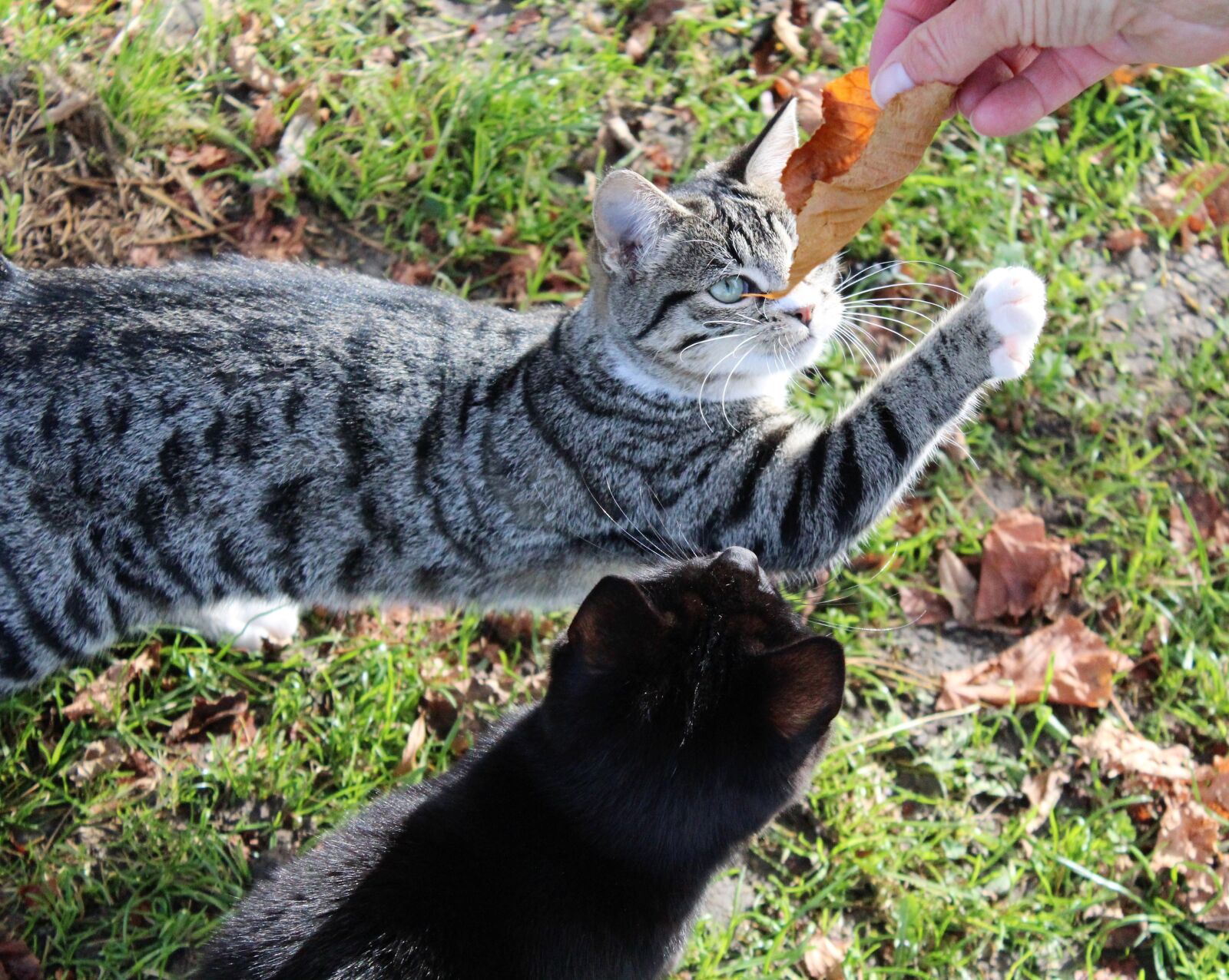 Canon EOS 1200D (EOS Rebel T5 / EOS Kiss X70 / EOS Hi) sample photo. Cat, play, curious photography