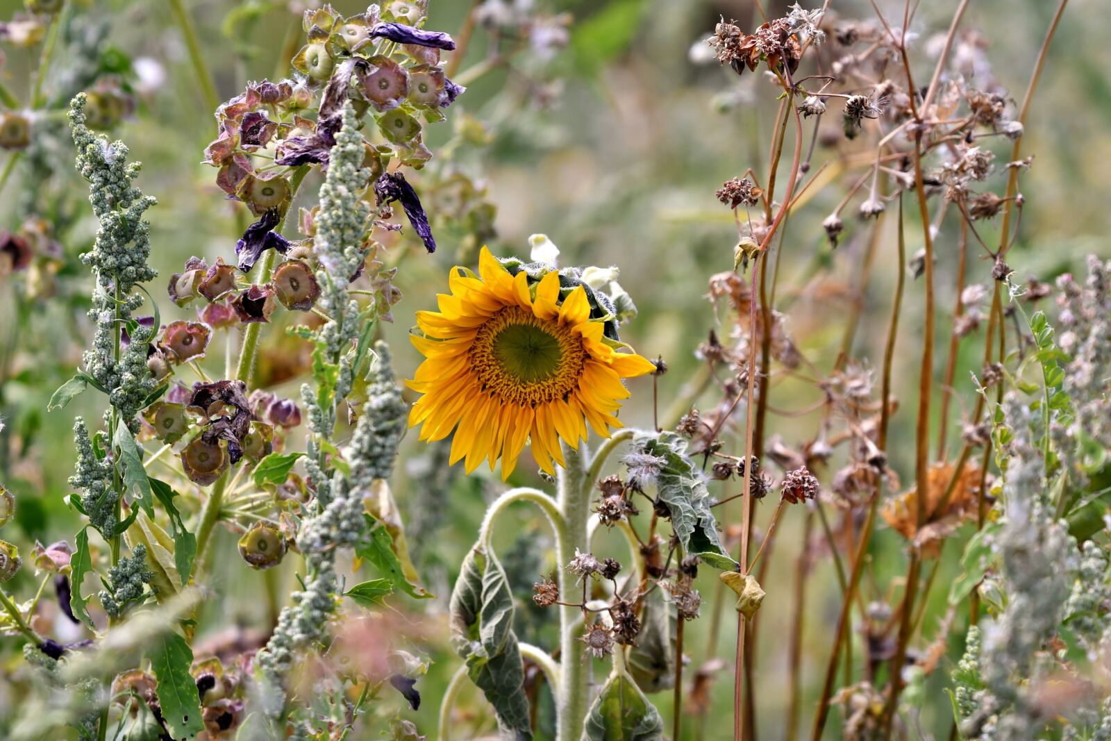 Nikon D500 sample photo. Sunflower, heat wave, drought photography