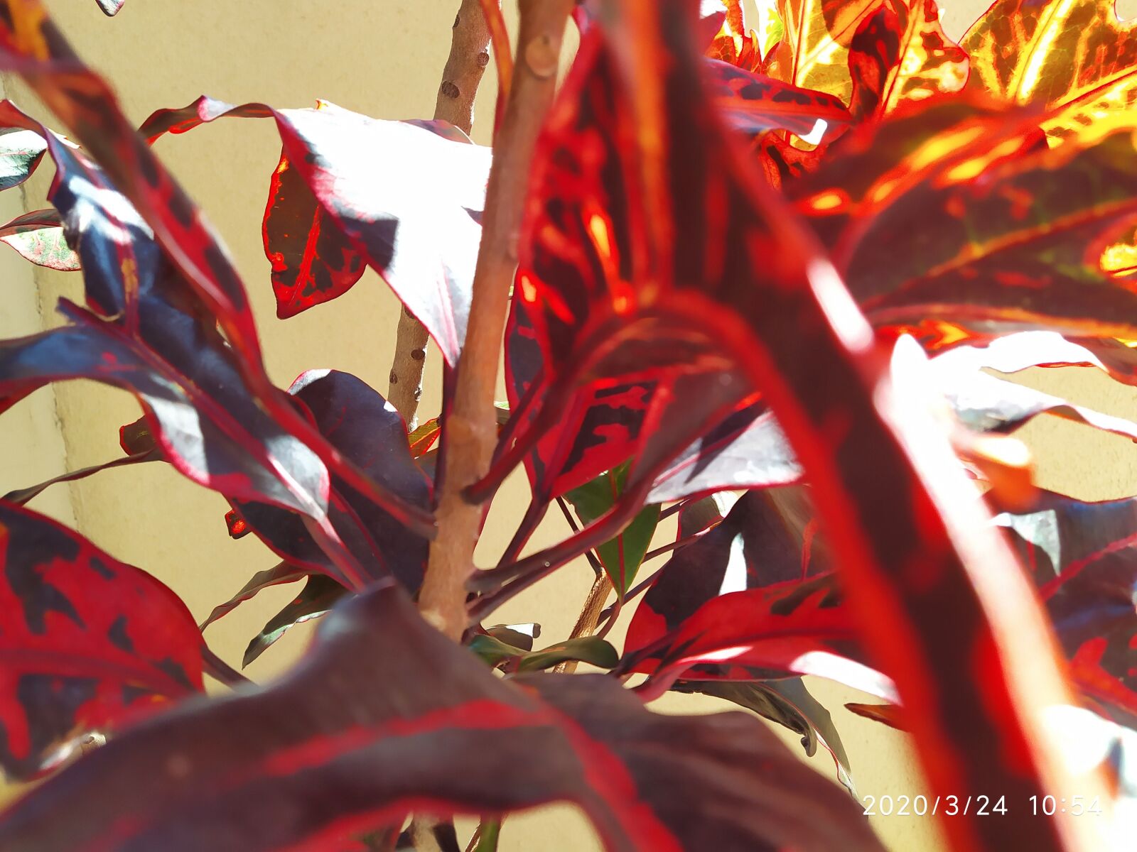 Xiaomi Redmi Note 7 sample photo. The red plant, nature photography