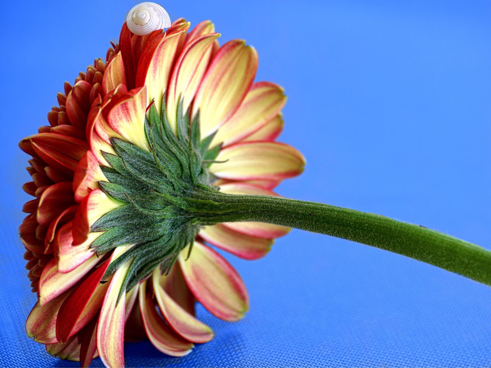 Sony DT 55-300mm F4.5-5.6 SAM sample photo. Gerbera, blossom, bloom photography