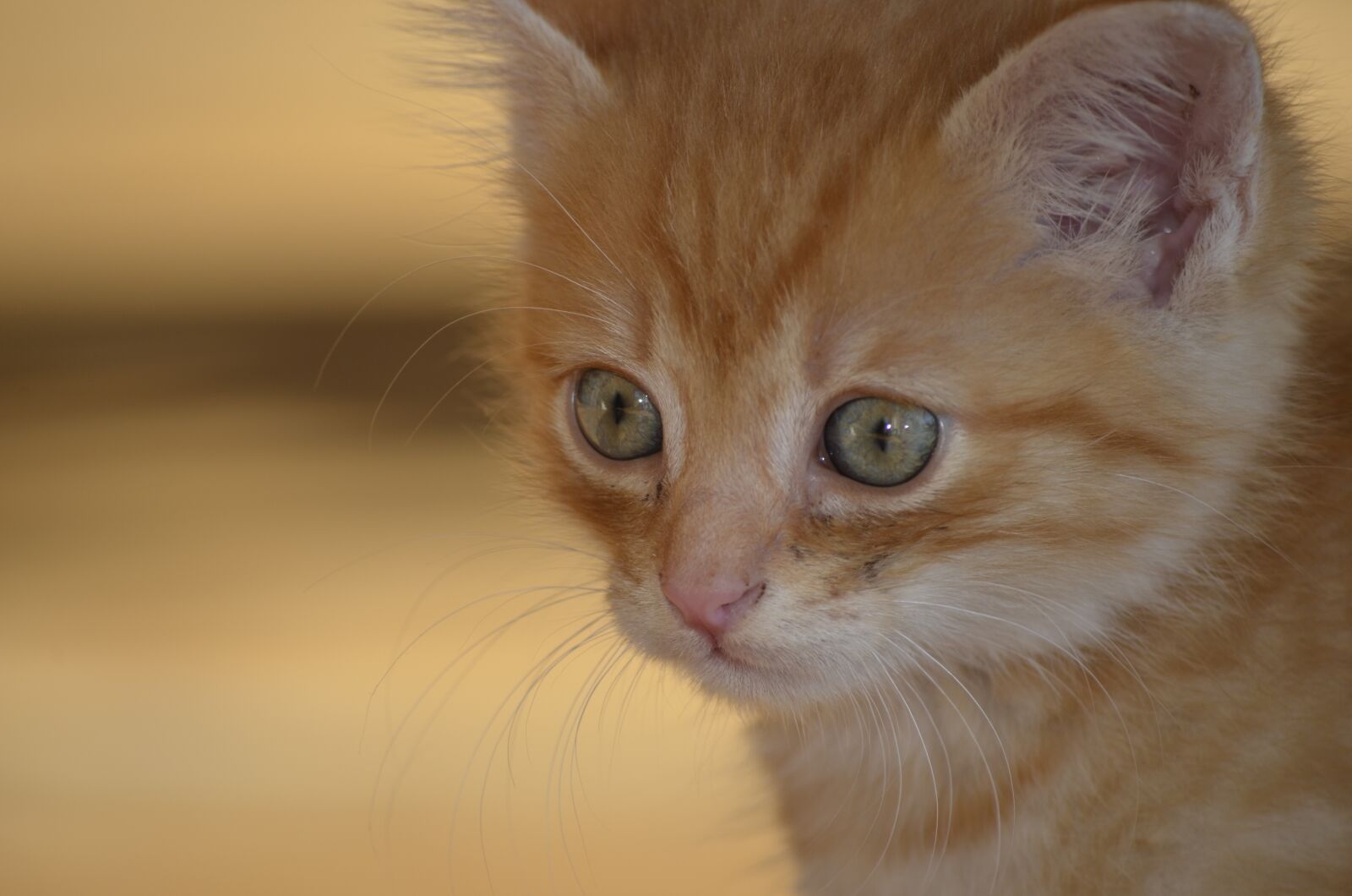 Nikon D5100 sample photo. Cat, portrait, kitten photography